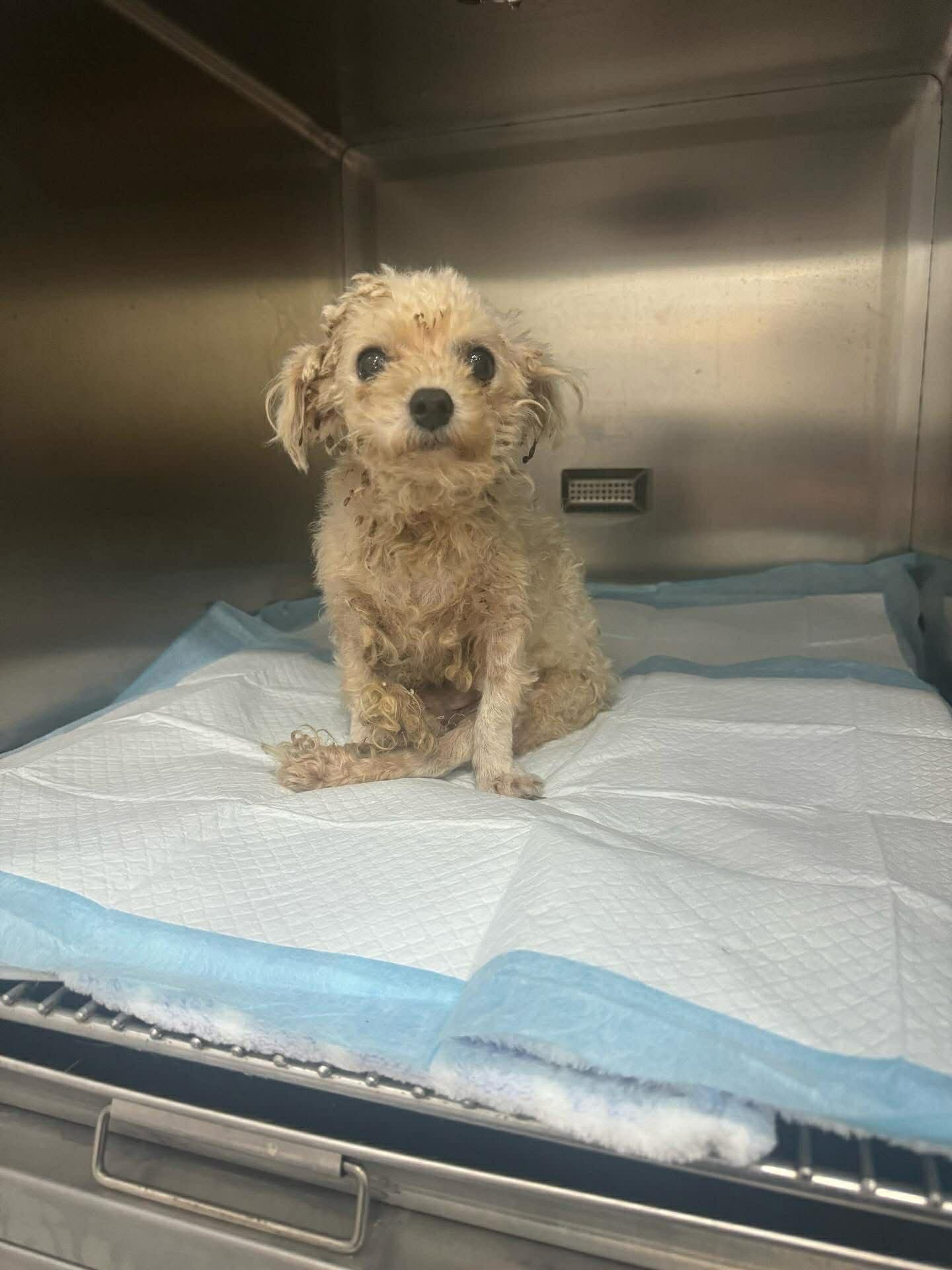 HELP US BRING DISABLED DOGS FROM CHINA FOR SURGERY campaign photo, 7 of 8