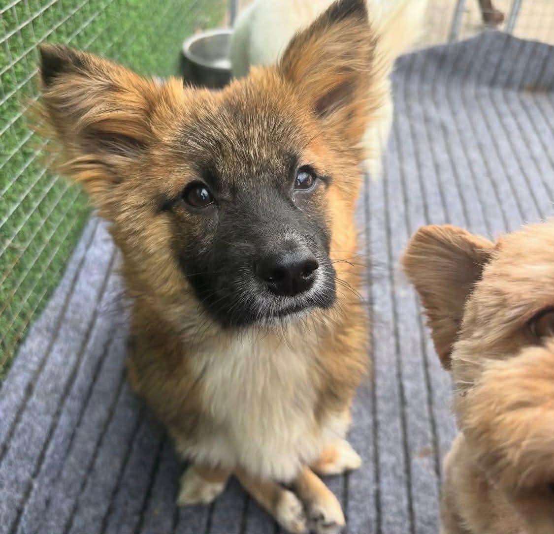 HELP US BRING DISABLED DOGS FROM CHINA FOR SURGERY campaign photo, 4 of 8