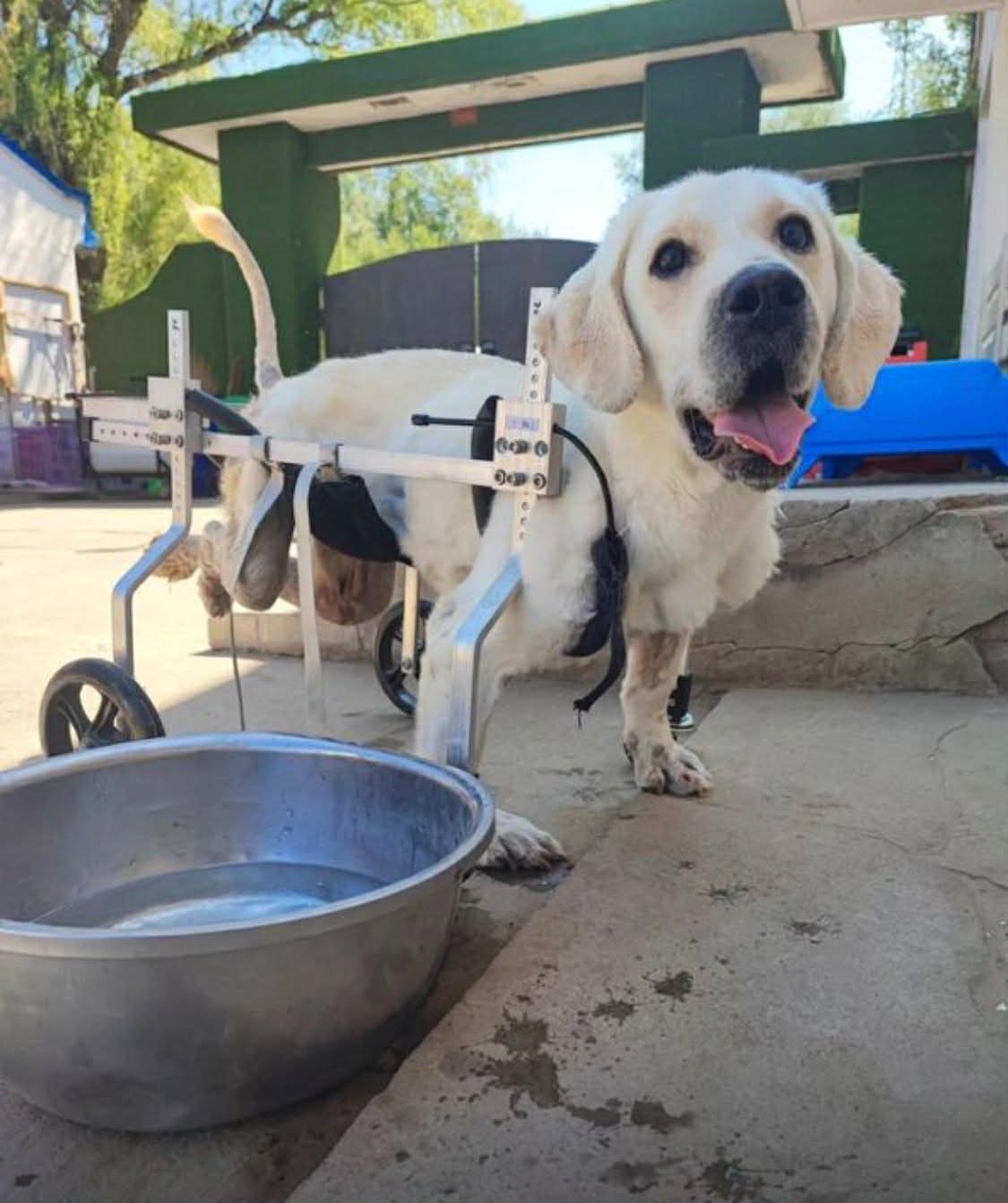 HELP US BRING DISABLED DOGS FROM CHINA FOR SURGERY campaign photo, 5 of 8