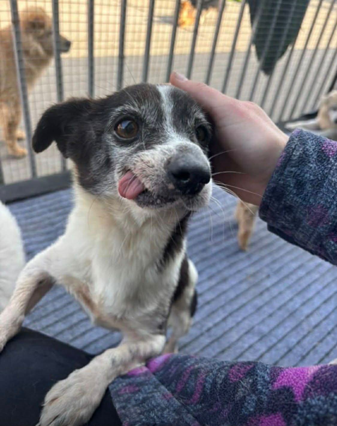 HELP US BRING DISABLED DOGS FROM CHINA FOR SURGERY campaign photo, 2 of 8