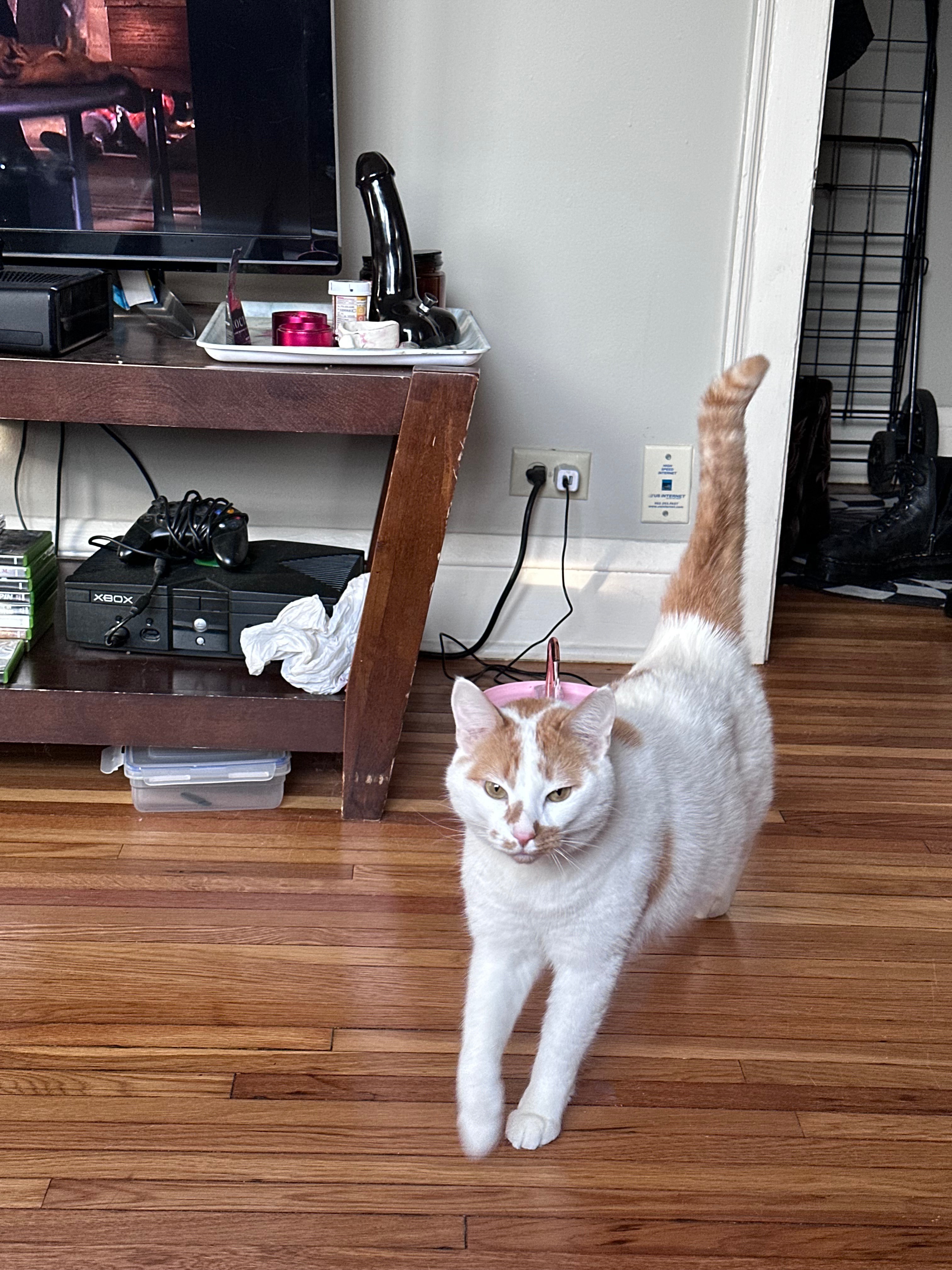 Urgent help needed for local trans woman campaign photo, 4 of 5