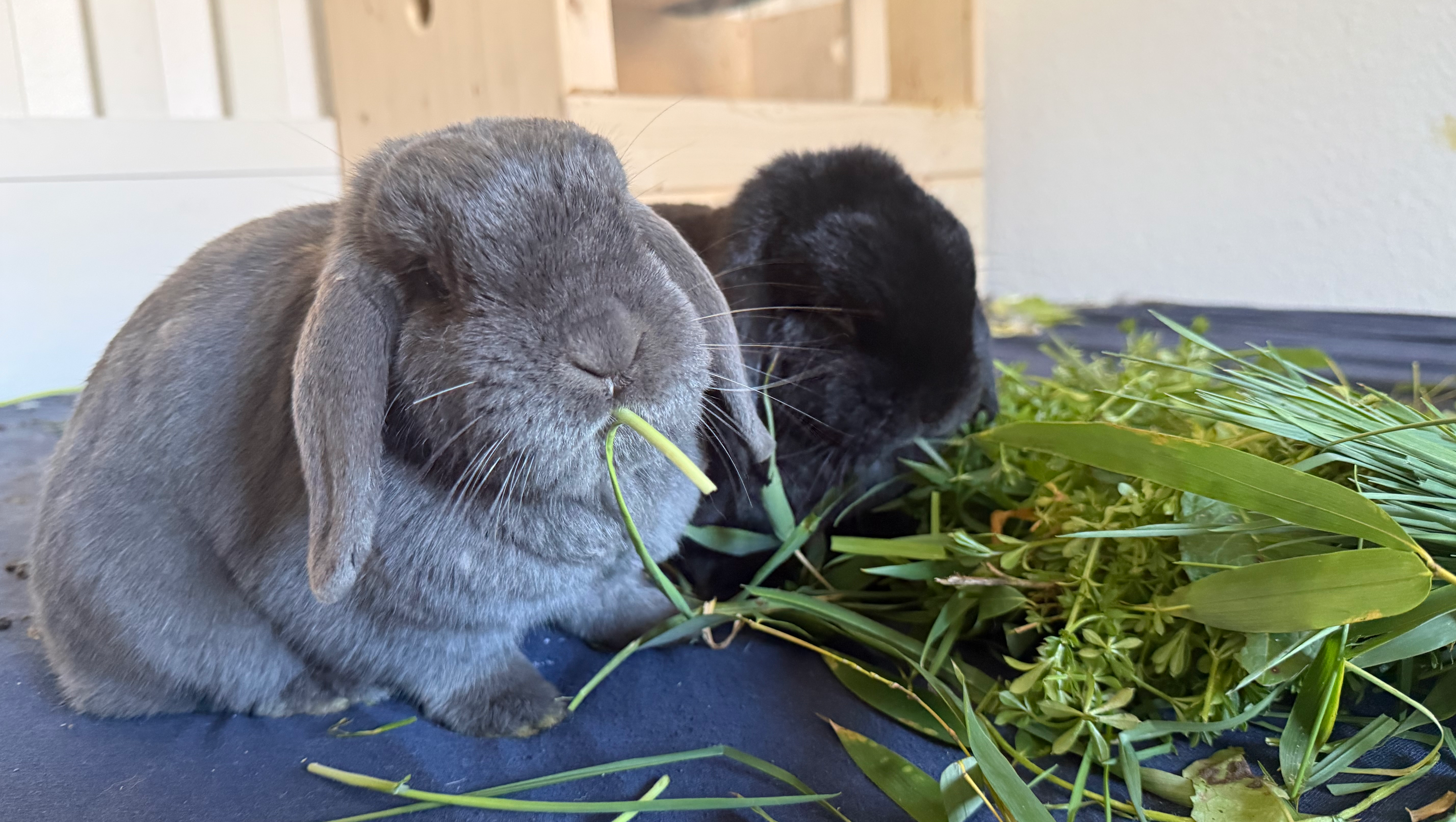 Ivy & Neo wollen leben- kostspielige Zahnsanierung notwendig