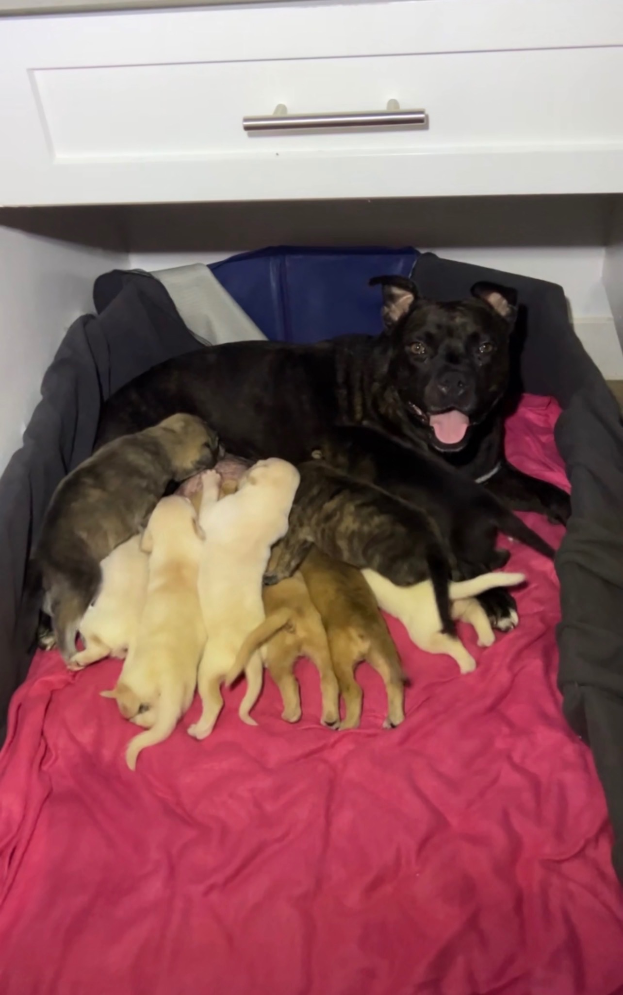 Puppy & Mama Update – Need More Dog Food Donations campaign photo, 5 of 6