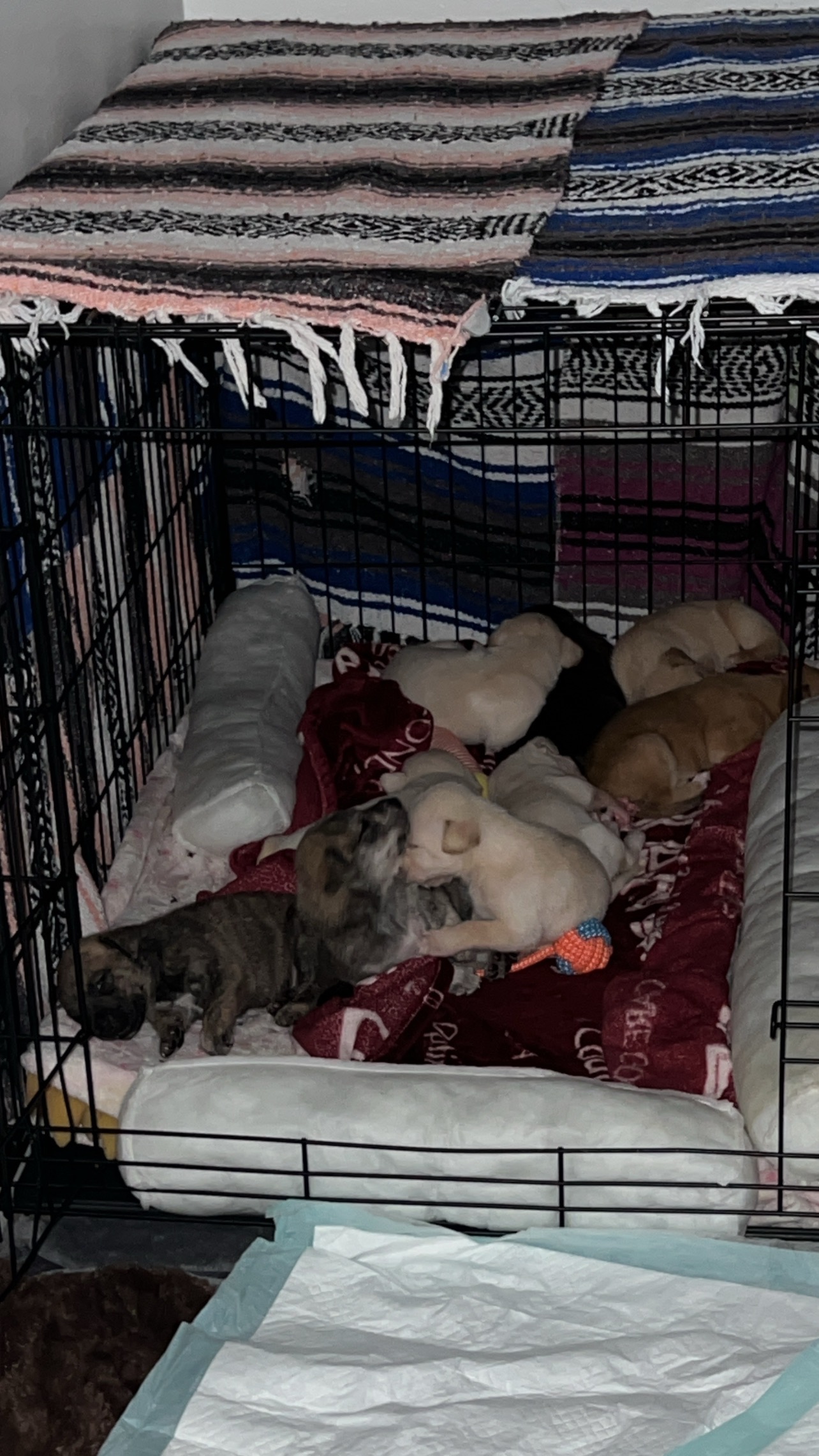 Puppy & Mama Update – Need More Dog Food Donations campaign photo, 4 of 6