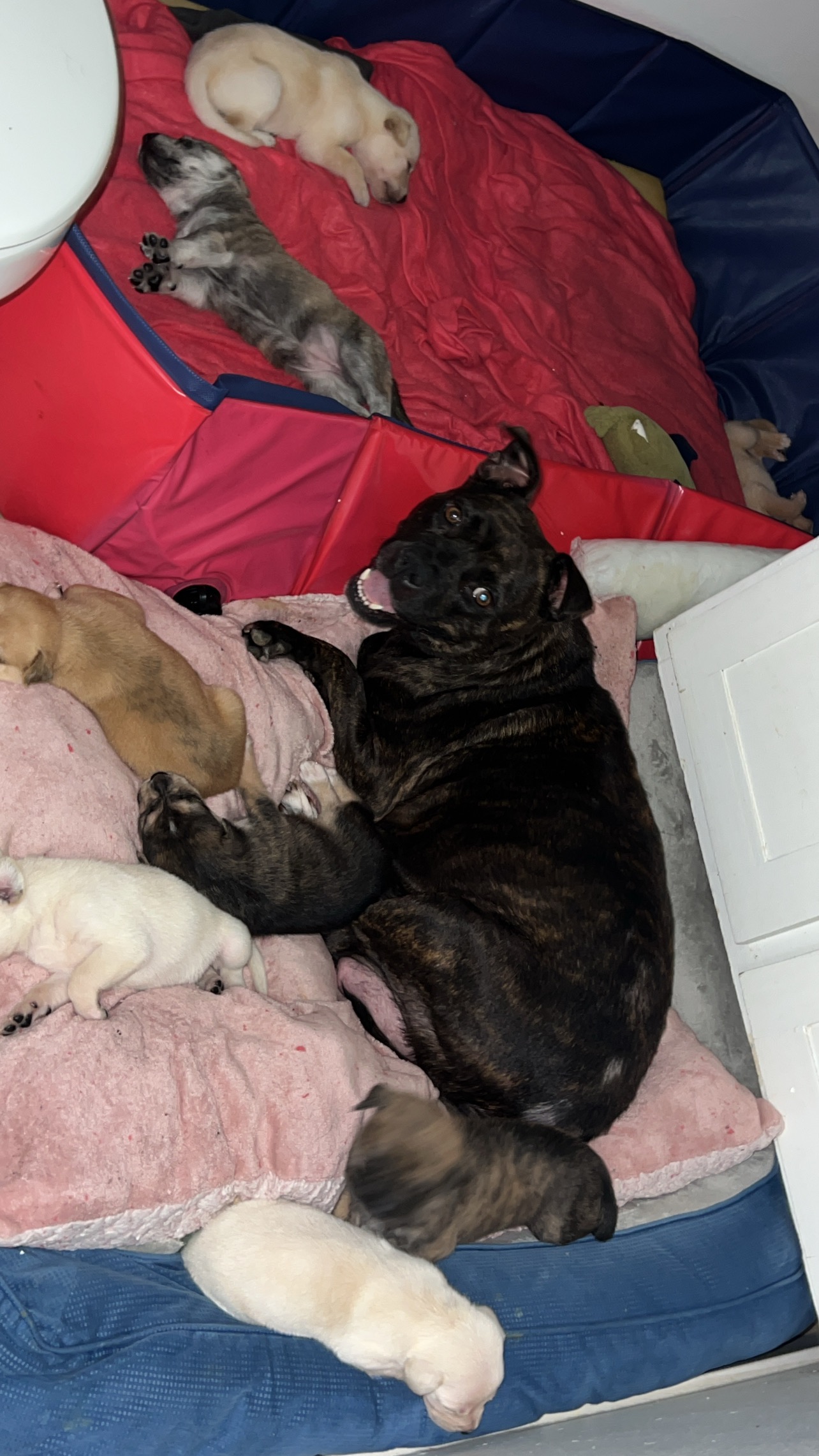Puppy & Mama Update – Need More Dog Food Donations campaign photo, 2 of 6