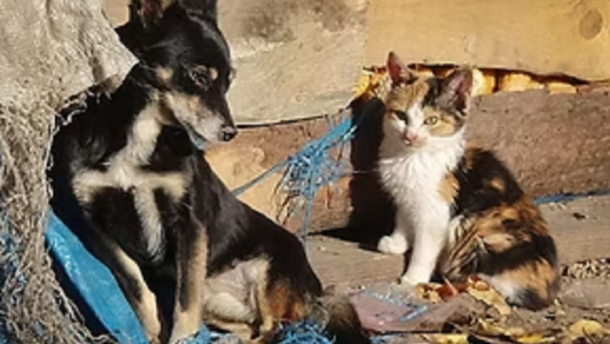 Ayudemos a nuestros amiguitos peludos que nos nesesitan photo