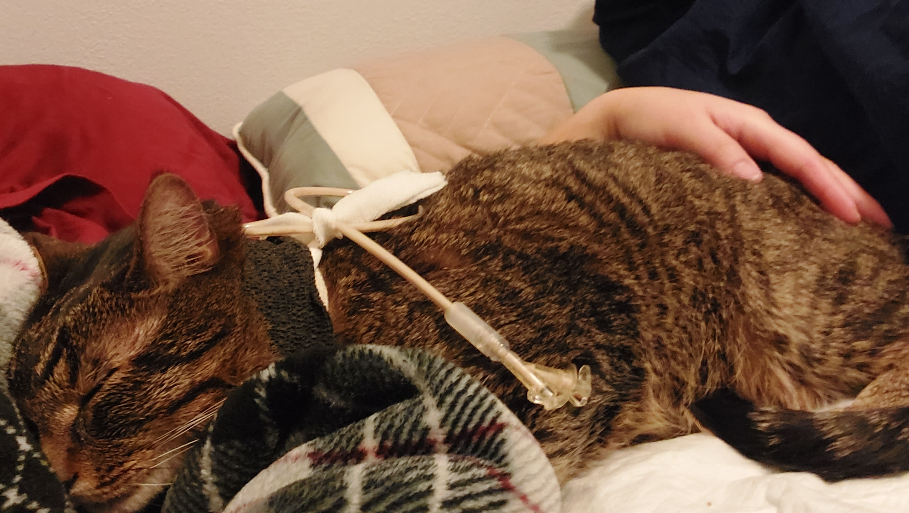 Help Molly and Biscuit Rebuild After Apartment Fire photo