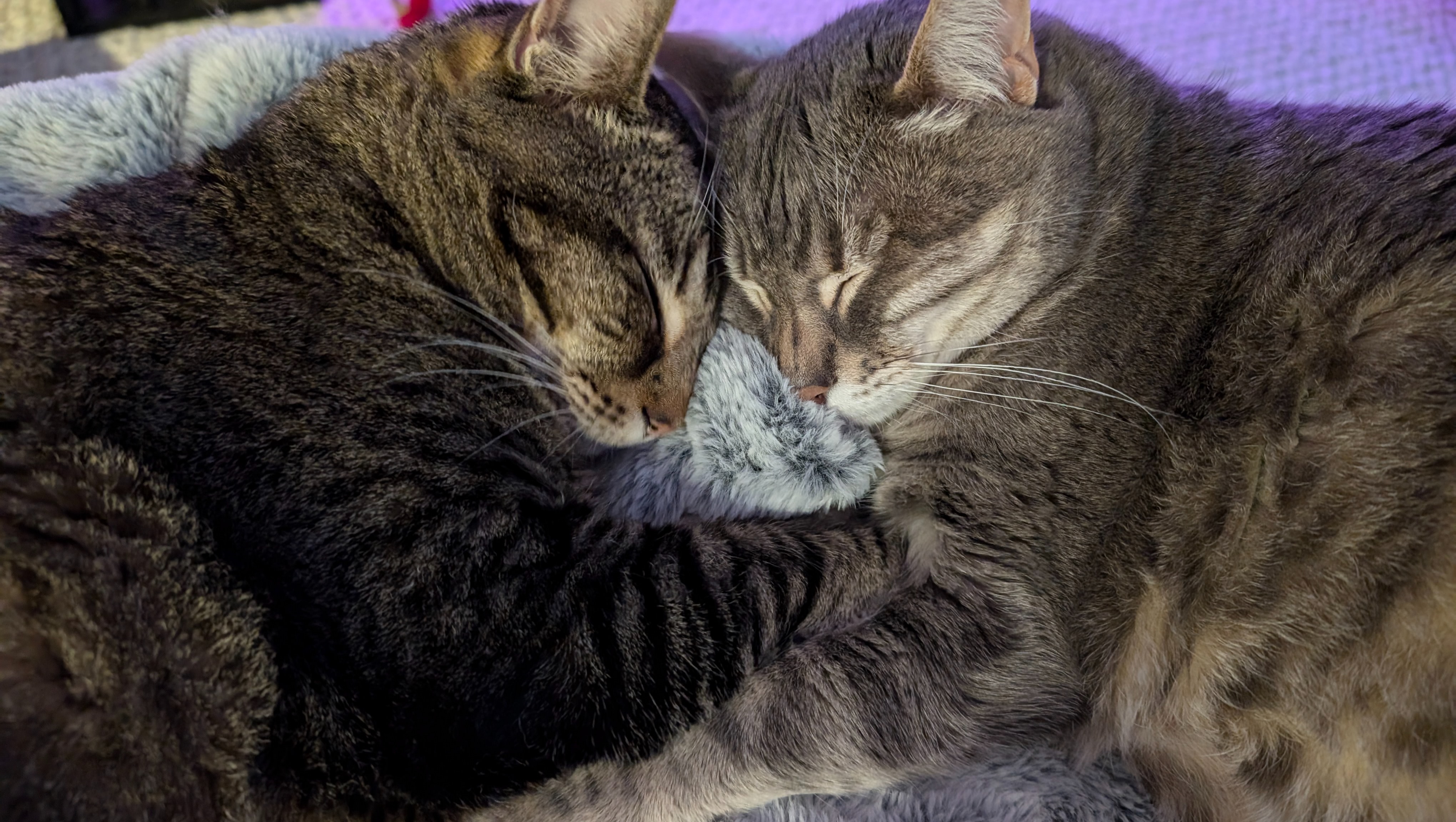 Donate to Support Our Quick Move to a Safe, Warm Apartment, organized by Violet Blue