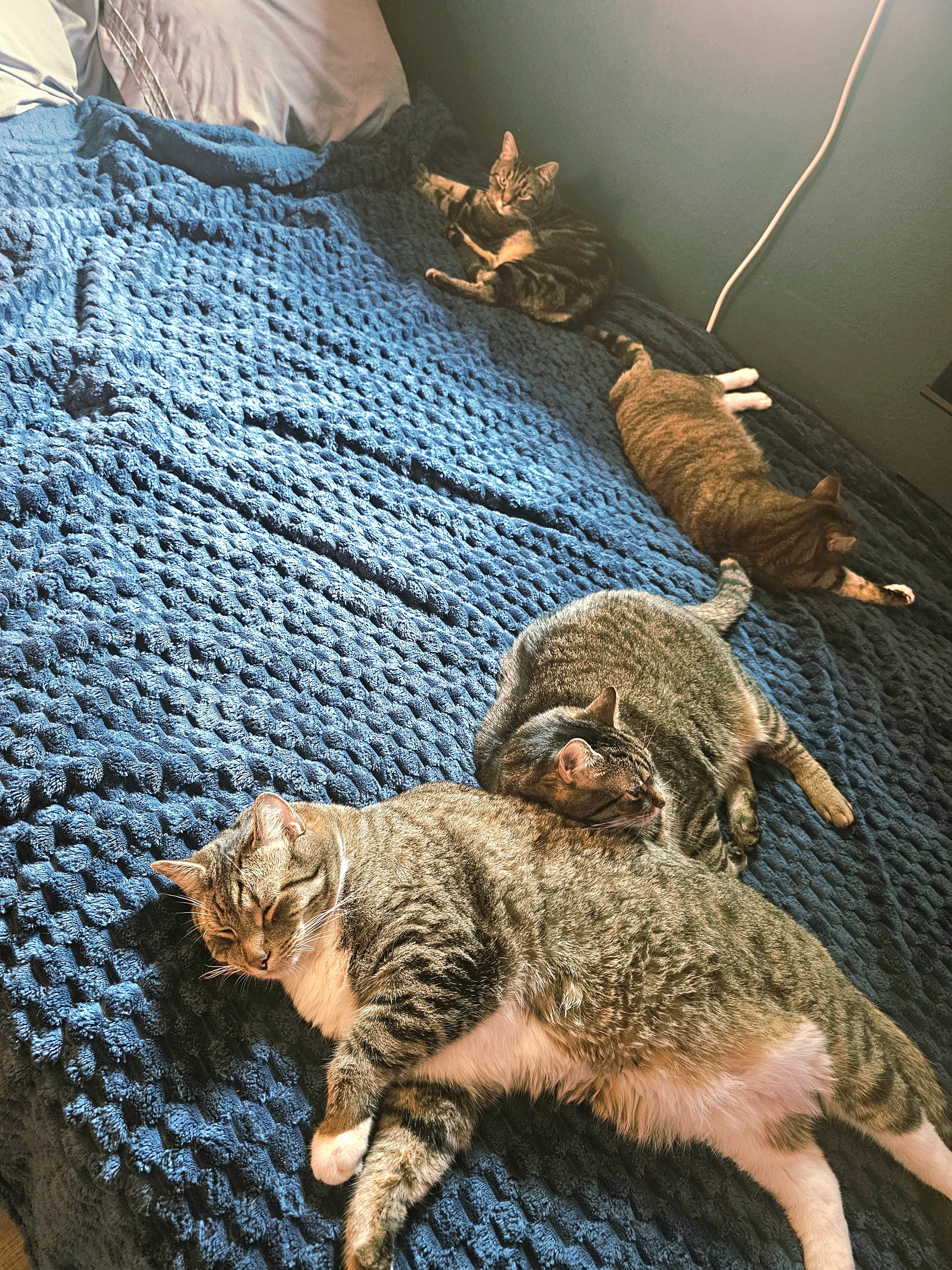 Help Me and my 4 Cats from being homeless due to illness campaign photo, 5 of 8