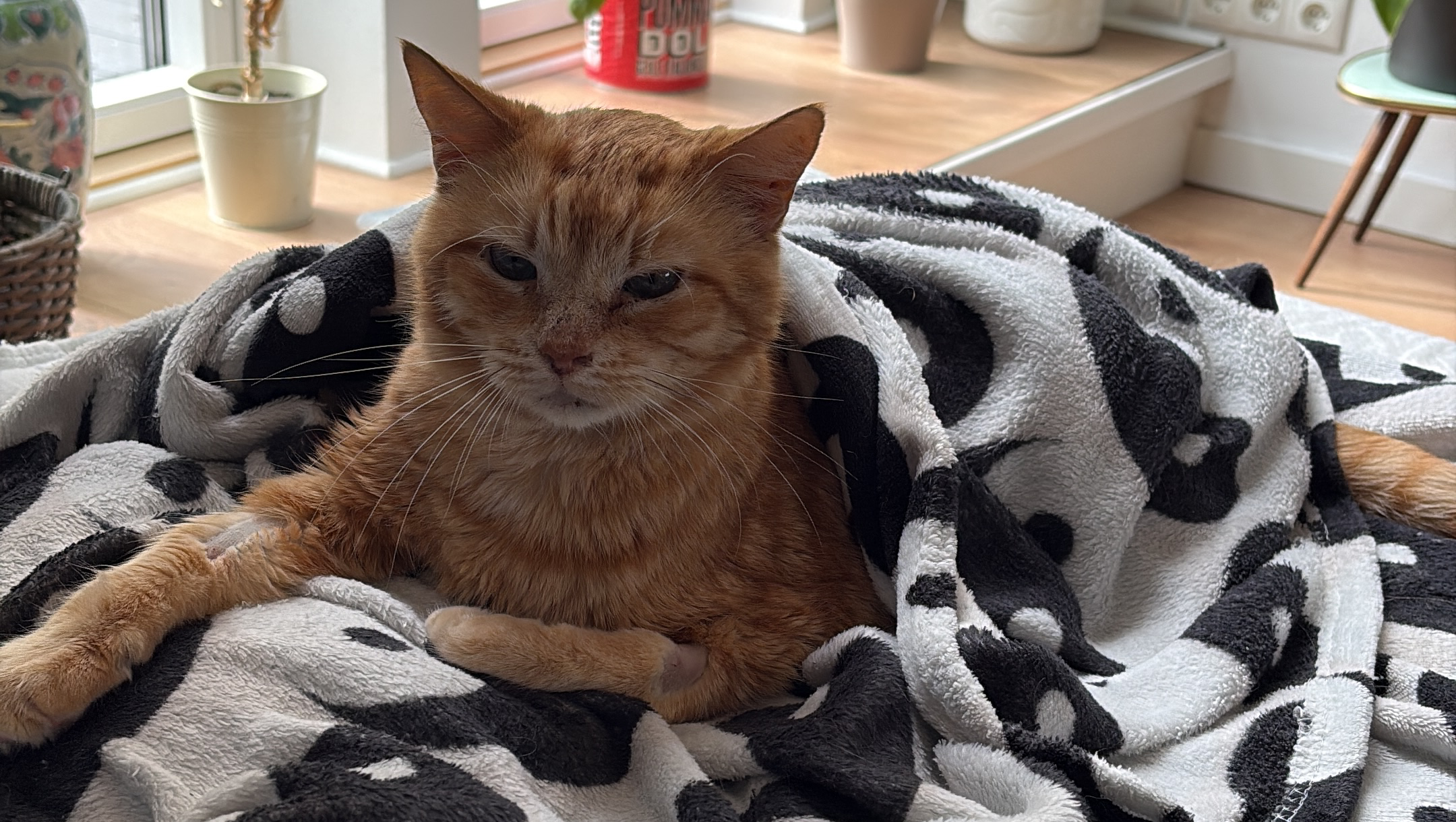 Hilft mir, die Behandlungskosten meines Katers zu begleichen photo