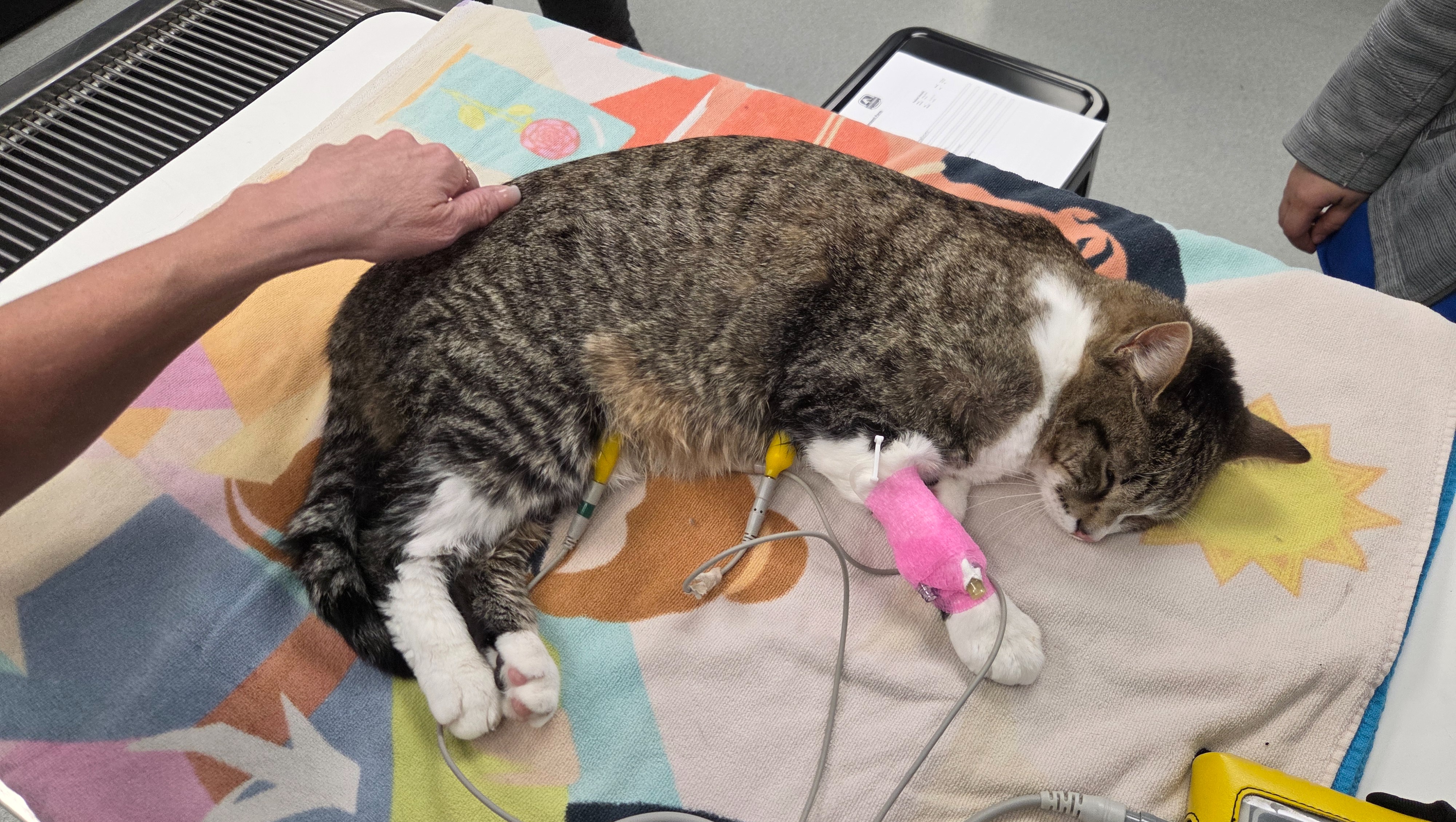 Fundraiser by Austin Hardaway : Support Walt's Urgent Medical Treatment