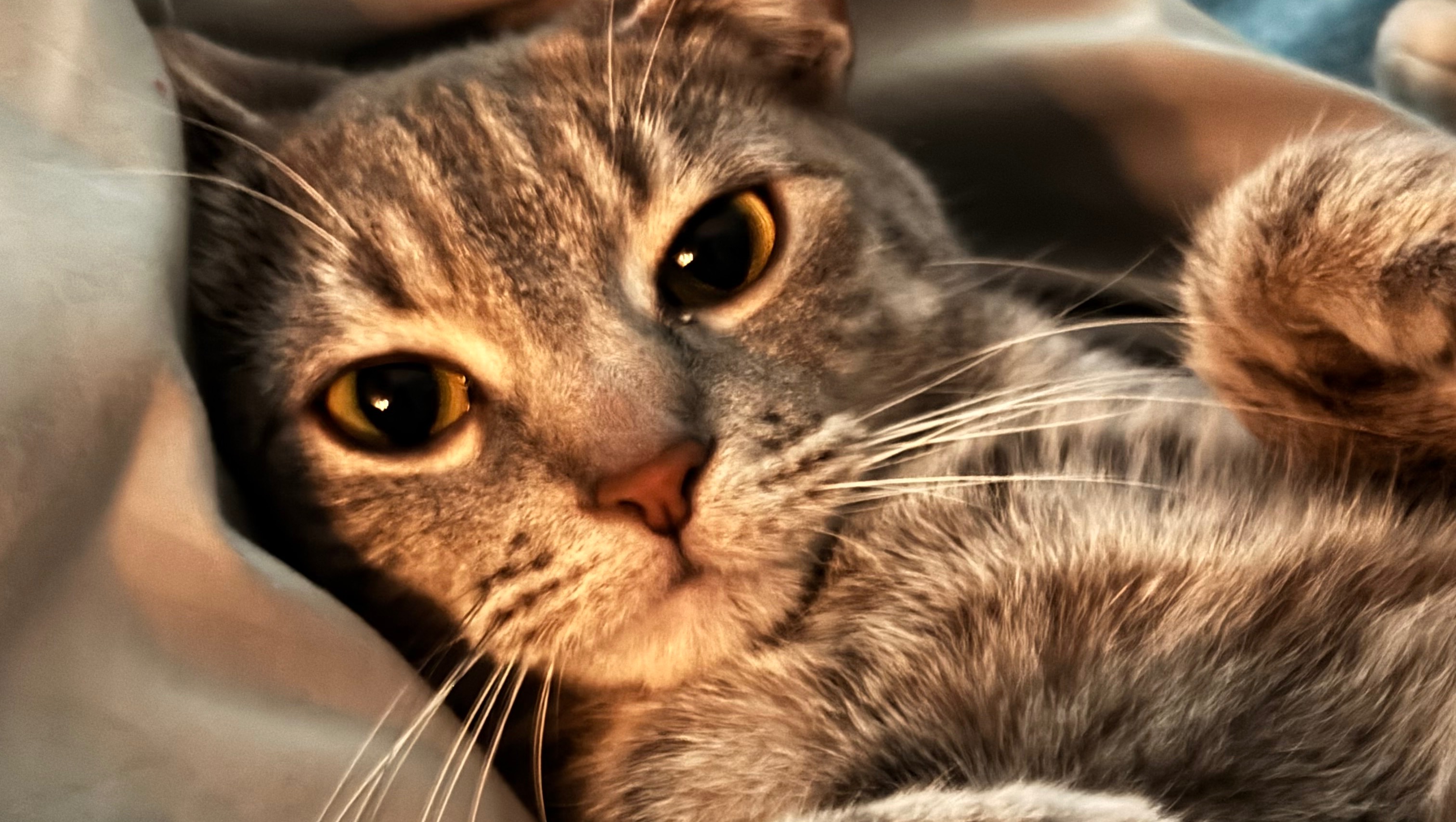 Help Luna Recover from Emergency Surgery photo