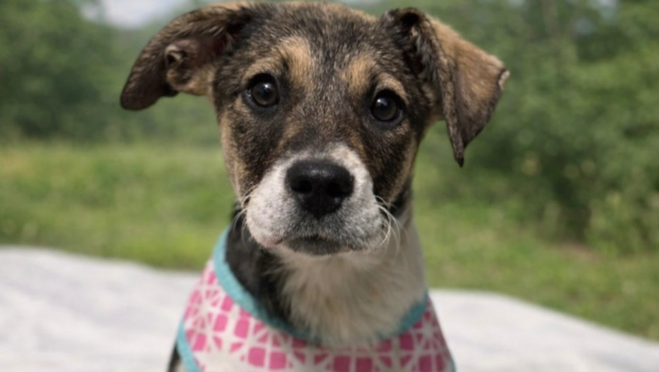 Help Phoenix Get Her Life-Saving Surgery