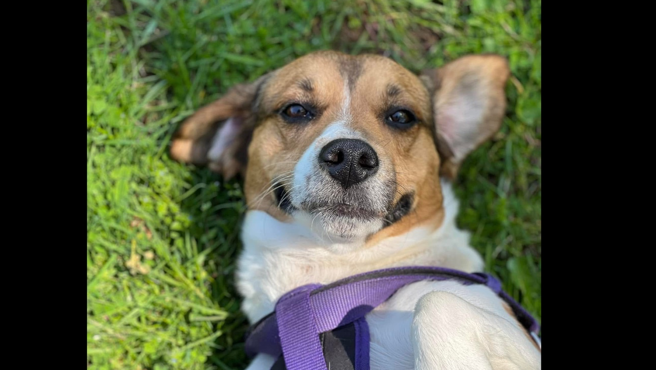 Help Us Give Hoosier the Goodbye He Deserves photo