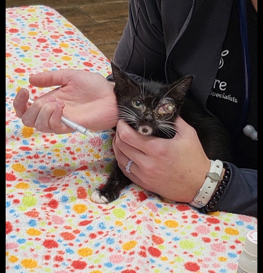 Beyond Survival: Mission for Neighborhood Cats campaign photo, 7 of 8