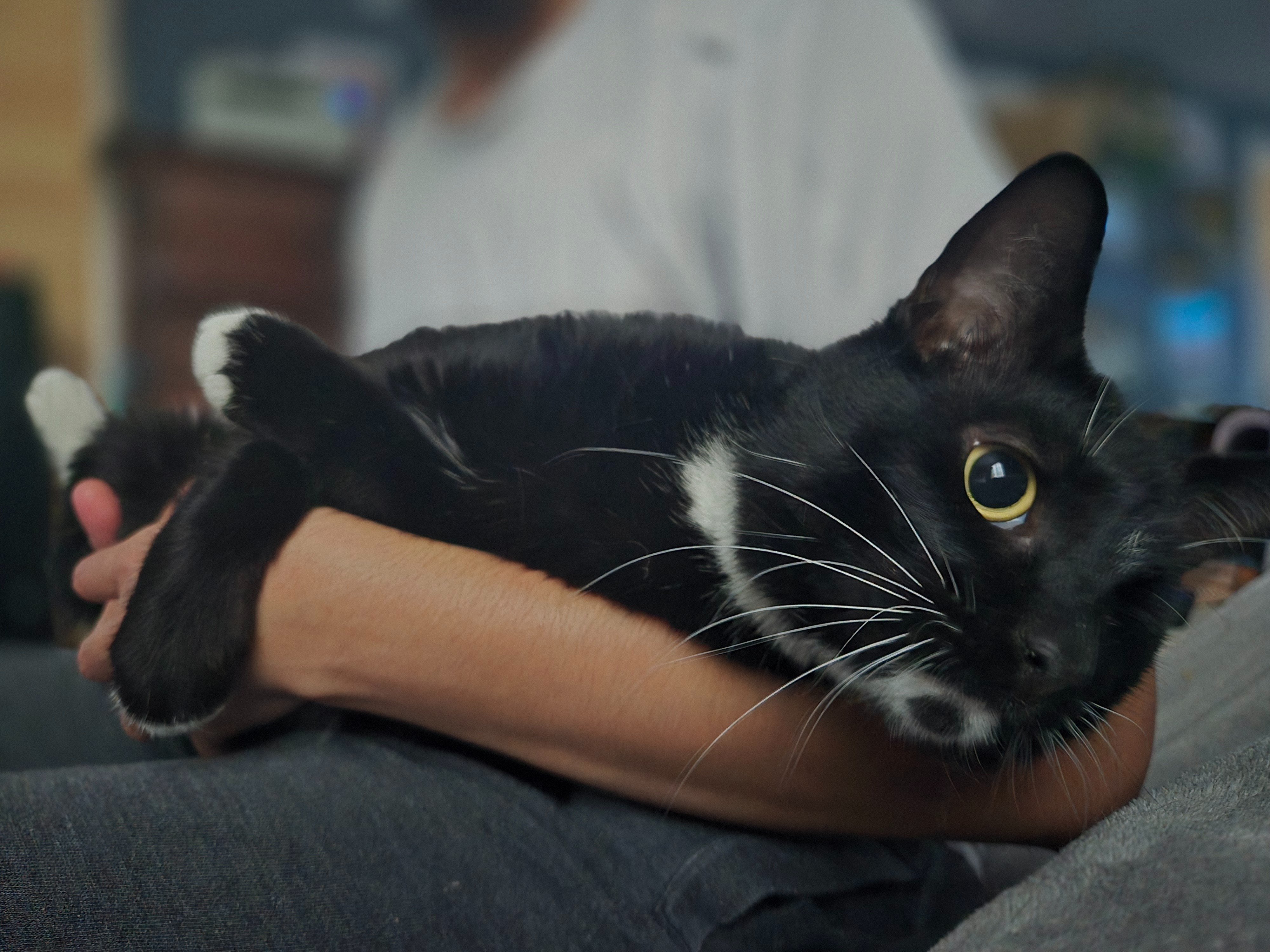 Beyond Survival: Mission for Neighborhood Cats campaign photo, 2 of 8