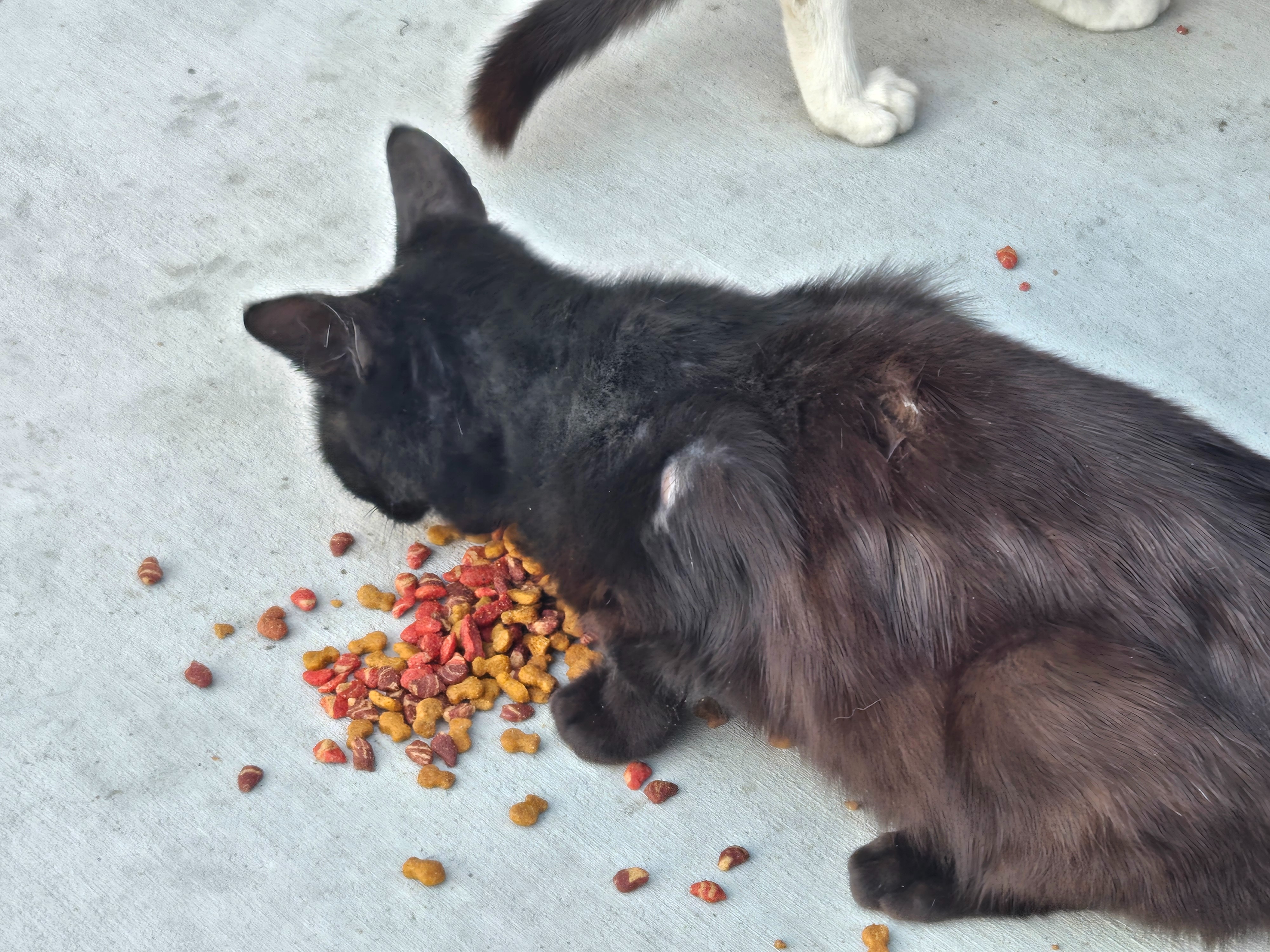Beyond Survival: Mission for Neighborhood Cats campaign photo, 5 of 8