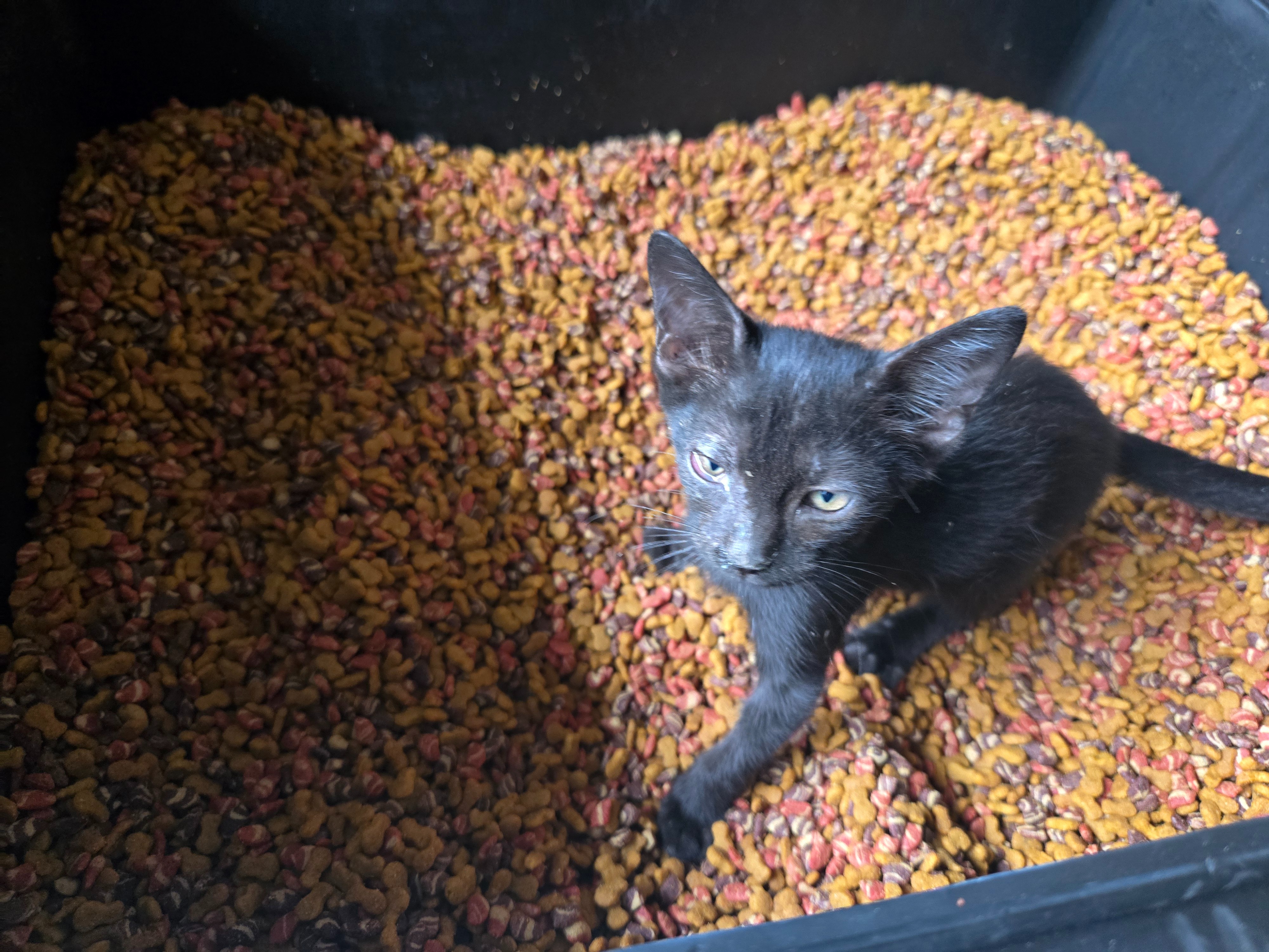 Beyond Survival: Mission for Neighborhood Cats campaign photo, 6 of 8