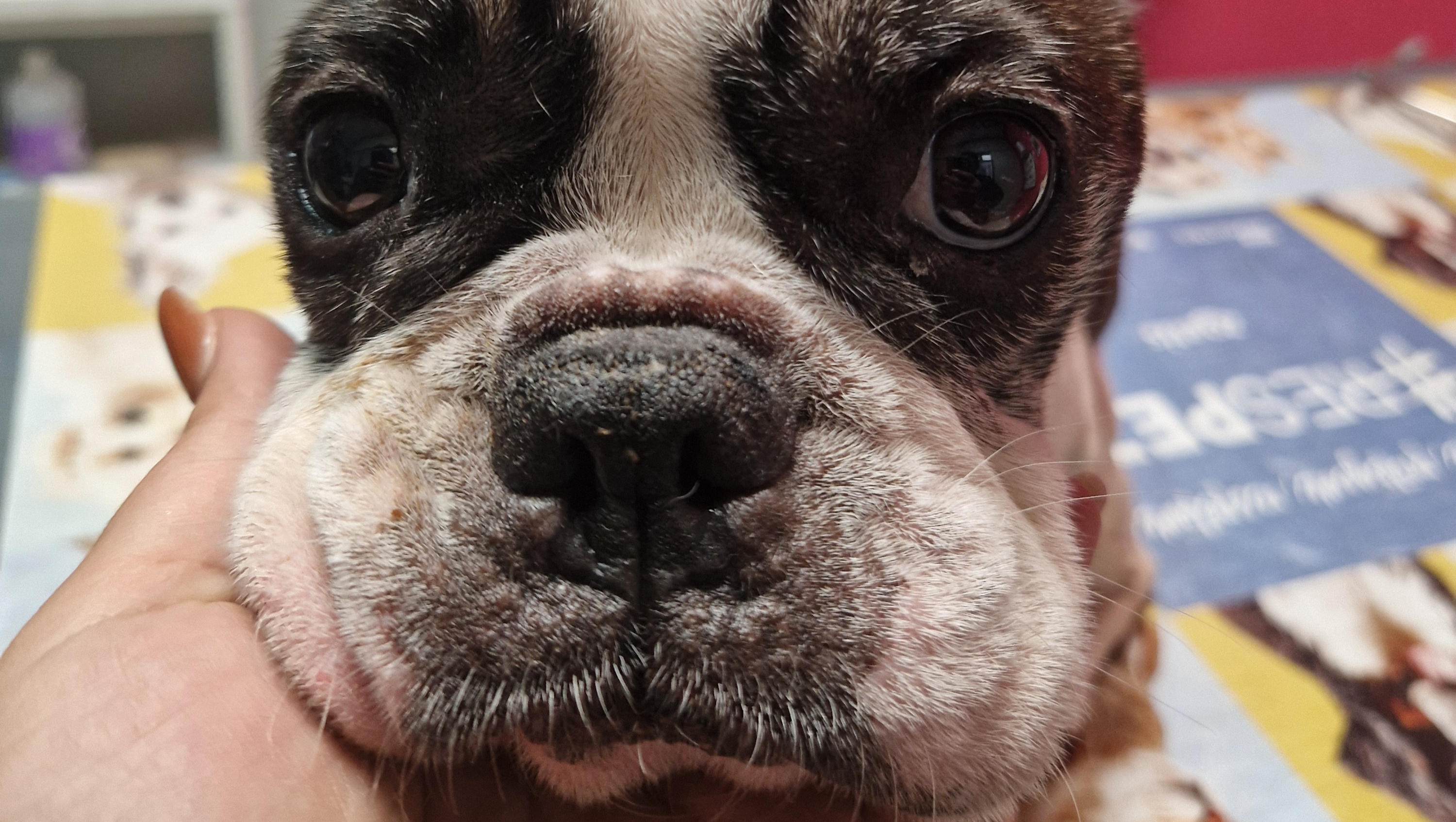 Ayúdanos a salvar a Cloe: Una segunda oportunidad para vivir photo