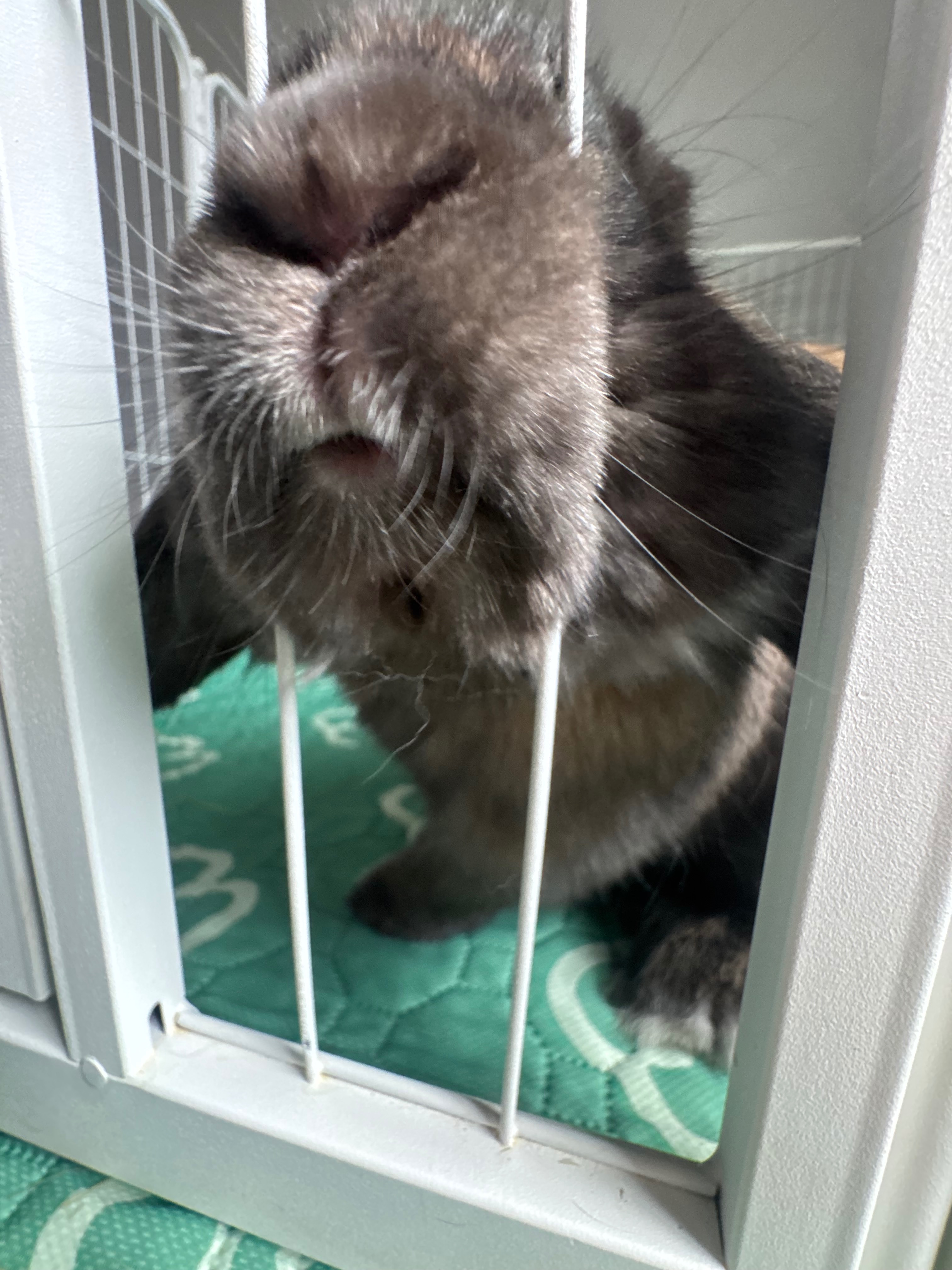 Hannah Rabbit Fundraiser by Hannah Mills : Support Hannah’s Rabbit with Vet Care and Love