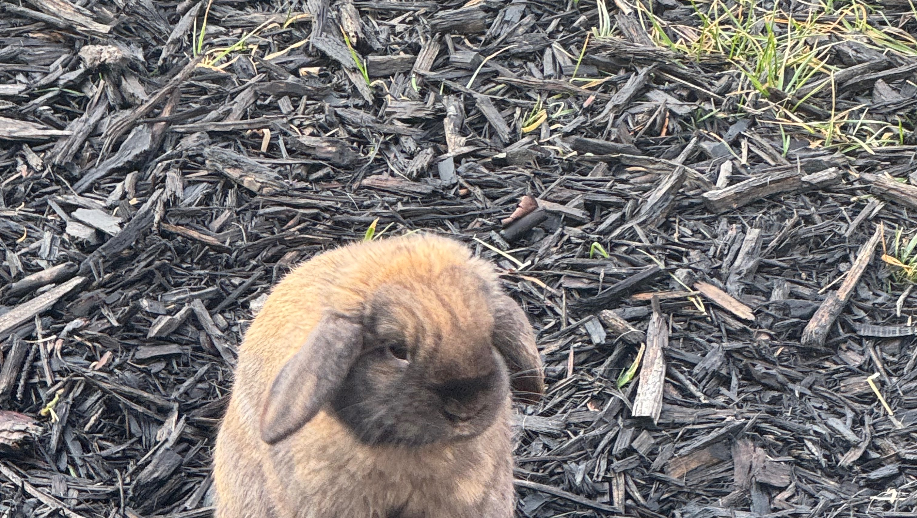 Hannah Rabbit Fundraiser by Hannah Mills : Support Hannah’s Rabbit with Vet Care and Love