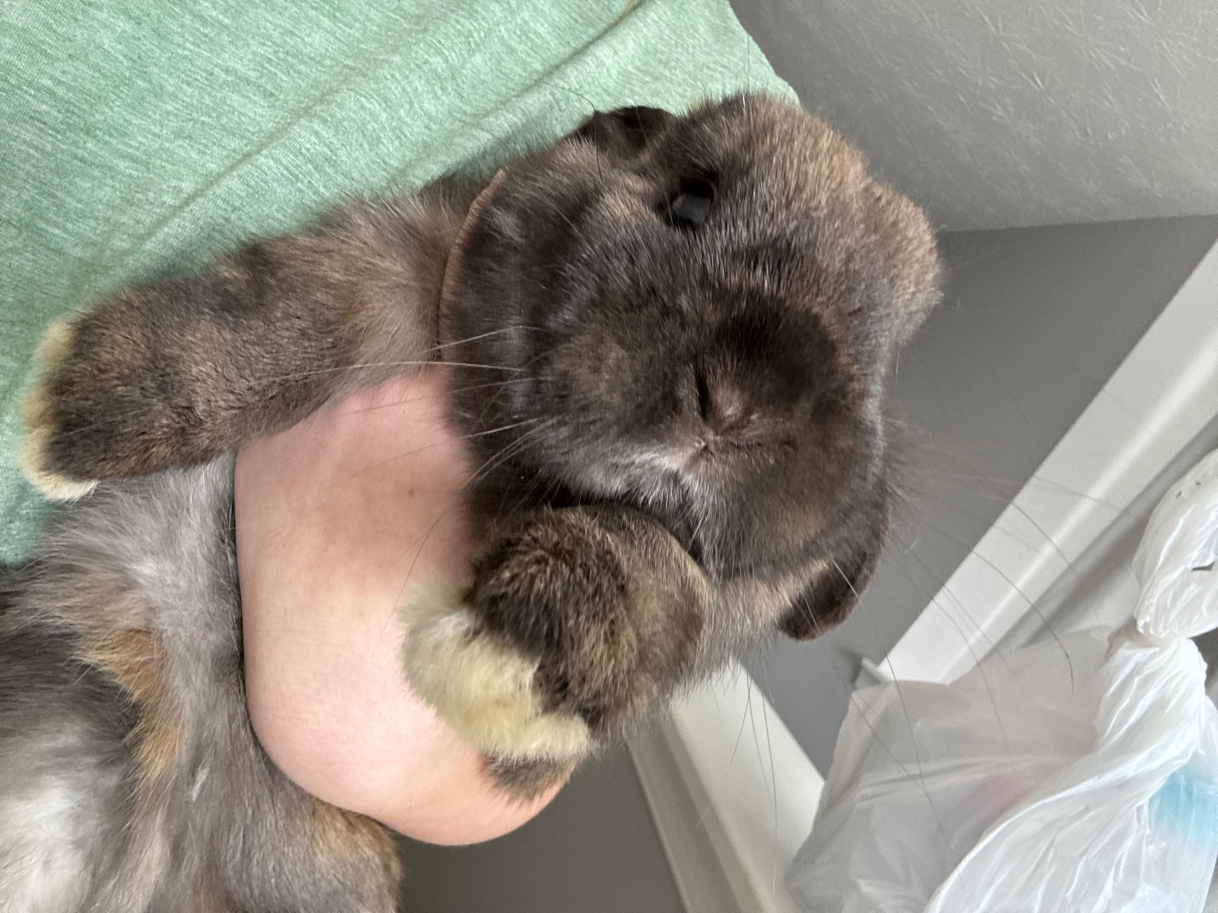 Hannah Rabbit Fundraiser by Hannah Mills : Support Hannah’s Rabbit with Vet Care and Love