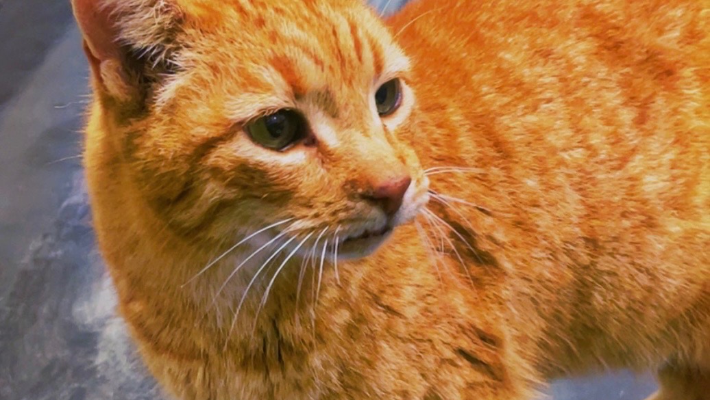 Rust Tail Fundraiser by Jamie Herrin : Support Rusty's Tail Amputation Surgery