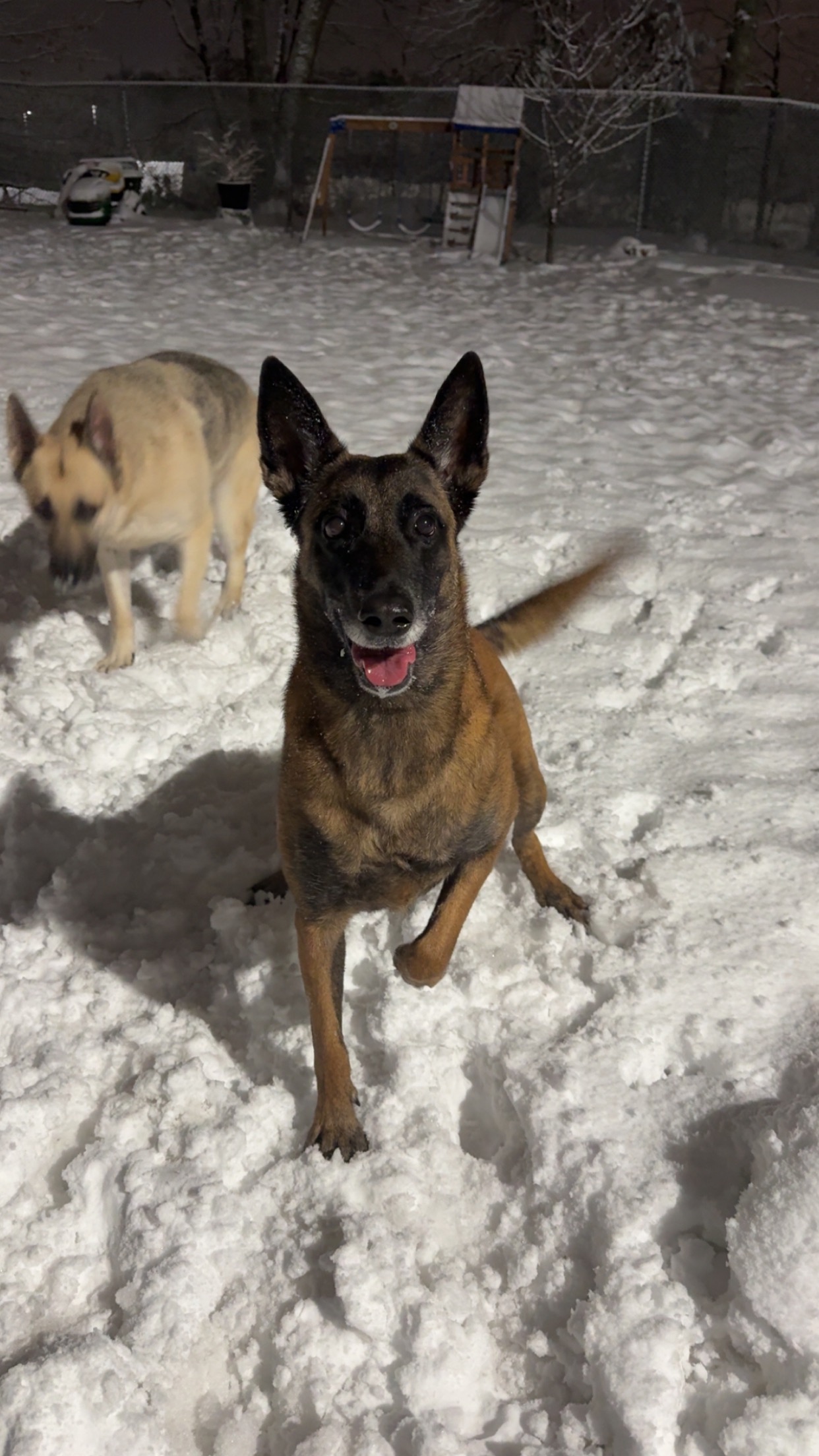 Support Doshka’s Urgent Surgery and Recovery campaign photo, 6 of 7