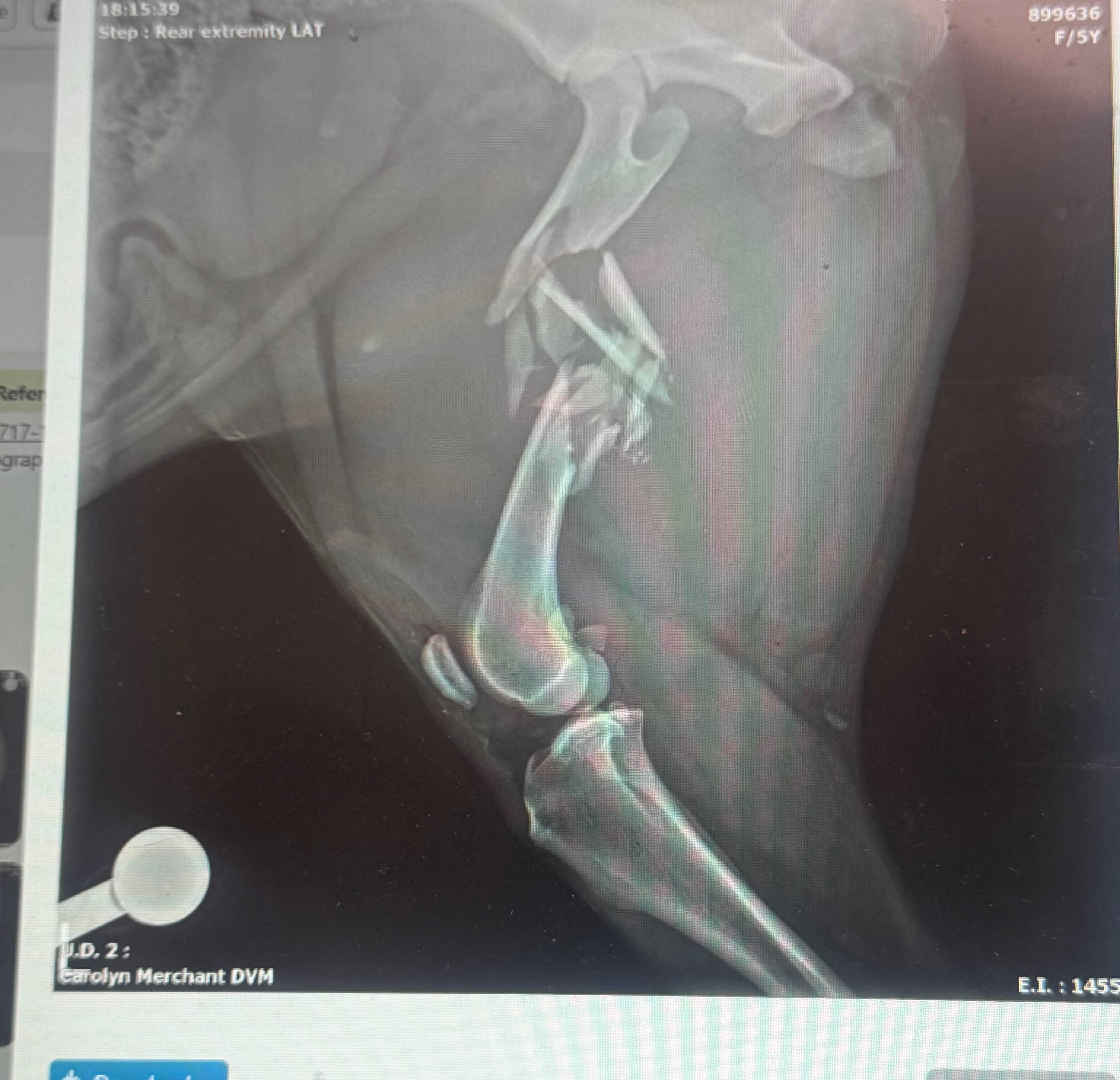 Support Doshka’s Urgent Surgery and Recovery campaign photo, 5 of 7