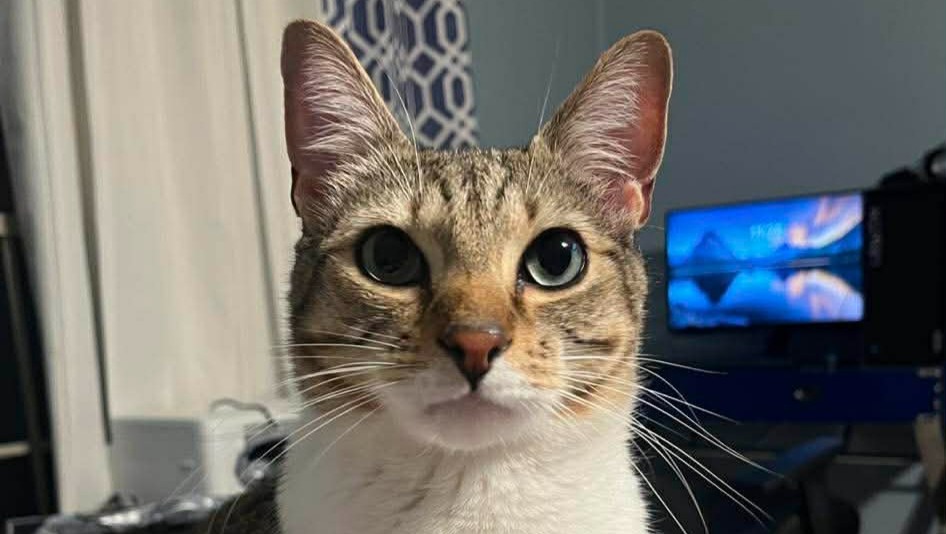 Help Tahoe Get Emergency Medical Care photo