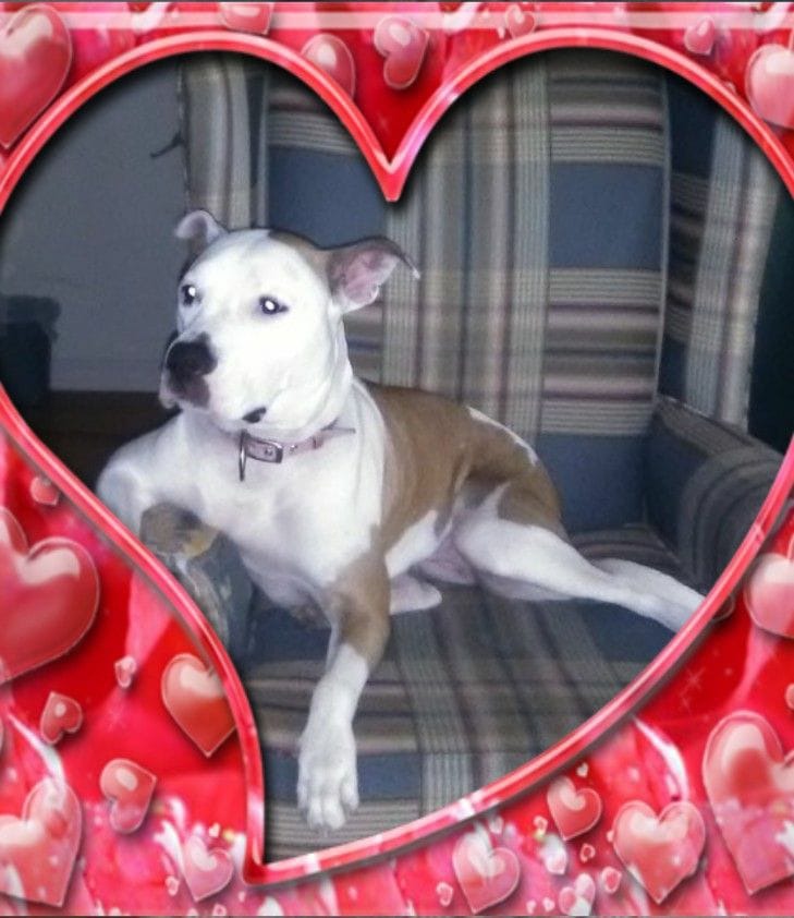 Help Lucy Get Vet Care & Michael Get Back to Work campaign photo, 2 of 8