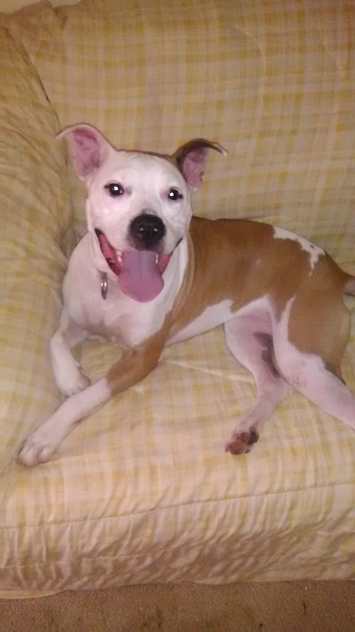Help Lucy Get Vet Care & Michael Get Back to Work campaign photo, 6 of 8