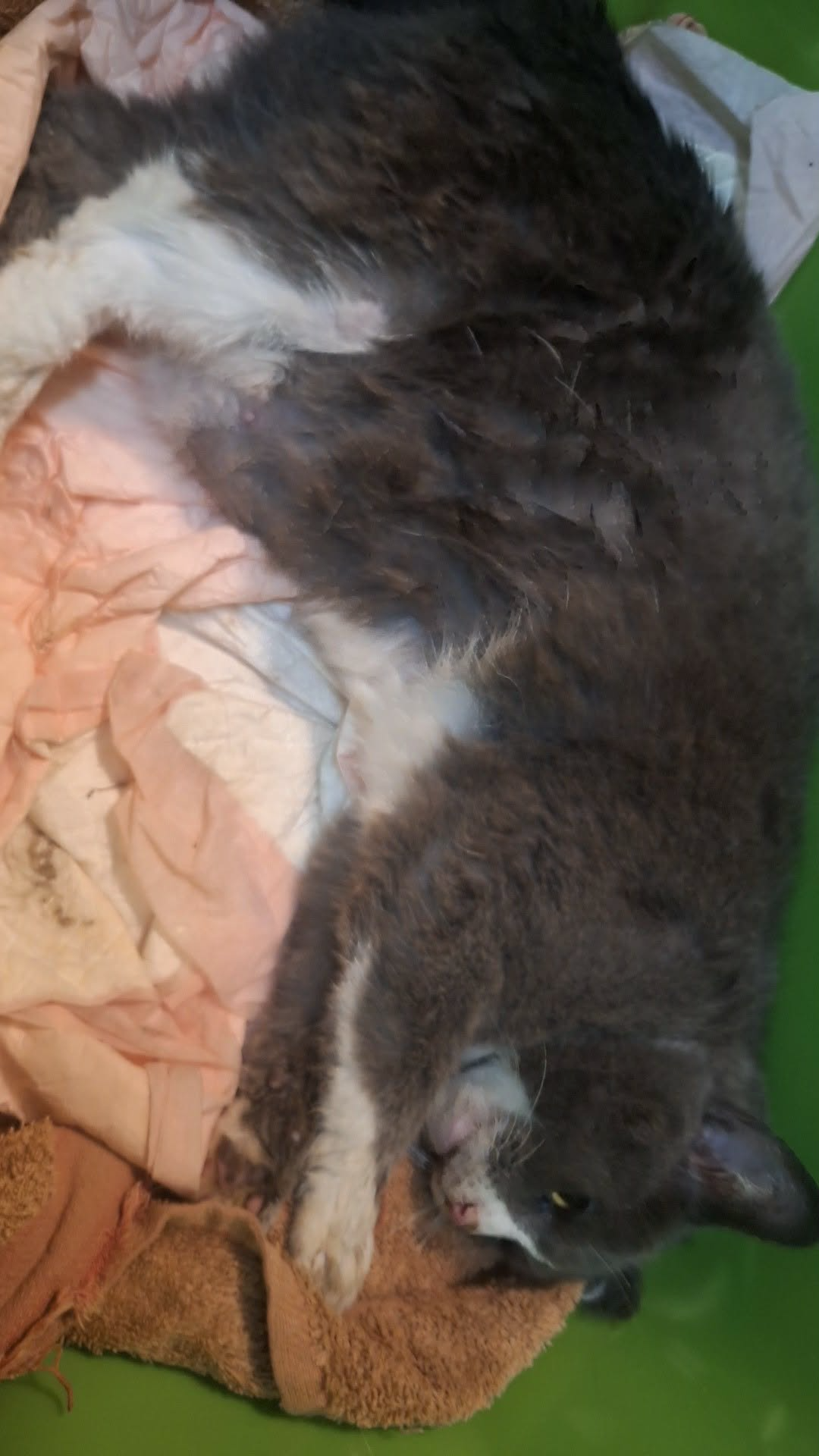 Help Nick Cremate His Beloved Cat campaign photo, 4 of 5