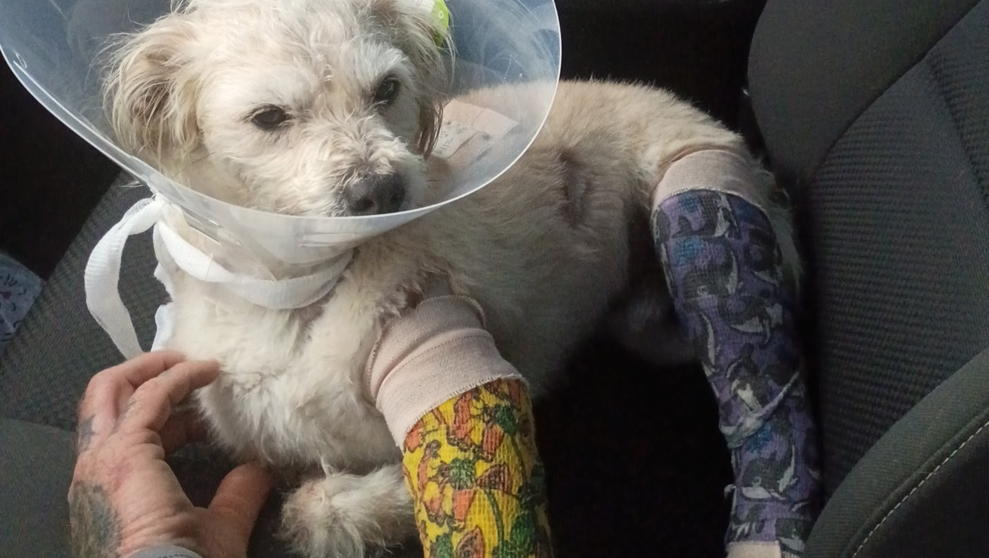 Save Willie: A Lifeline for a Marine Veteran