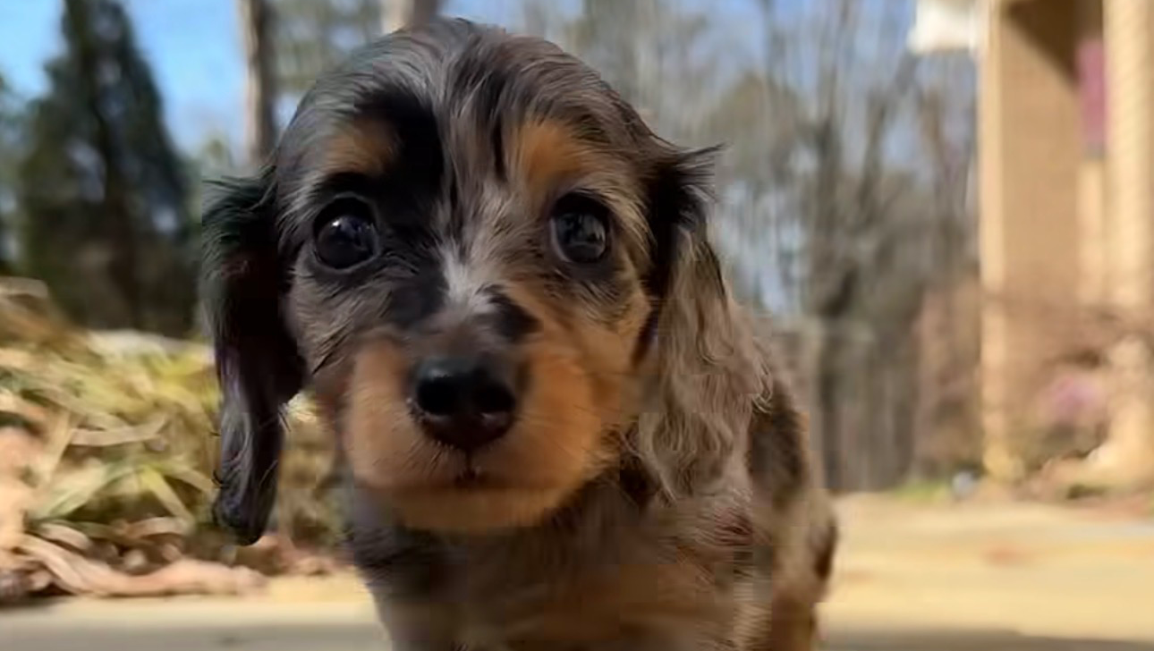 Help me getting my dream puppy !  photo