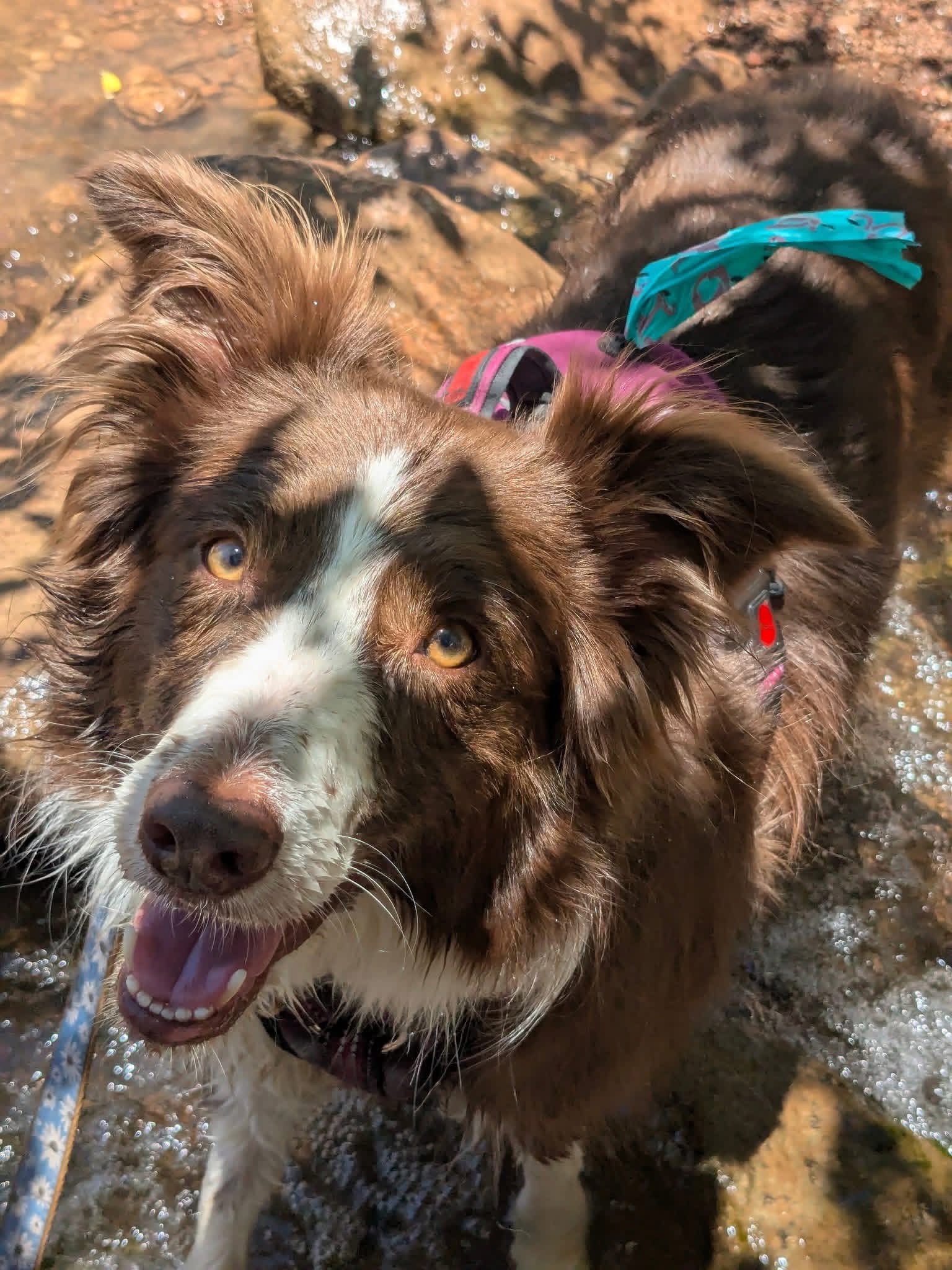 Donate to Maisy's Medical Fund campaign photo, 5 of 6
