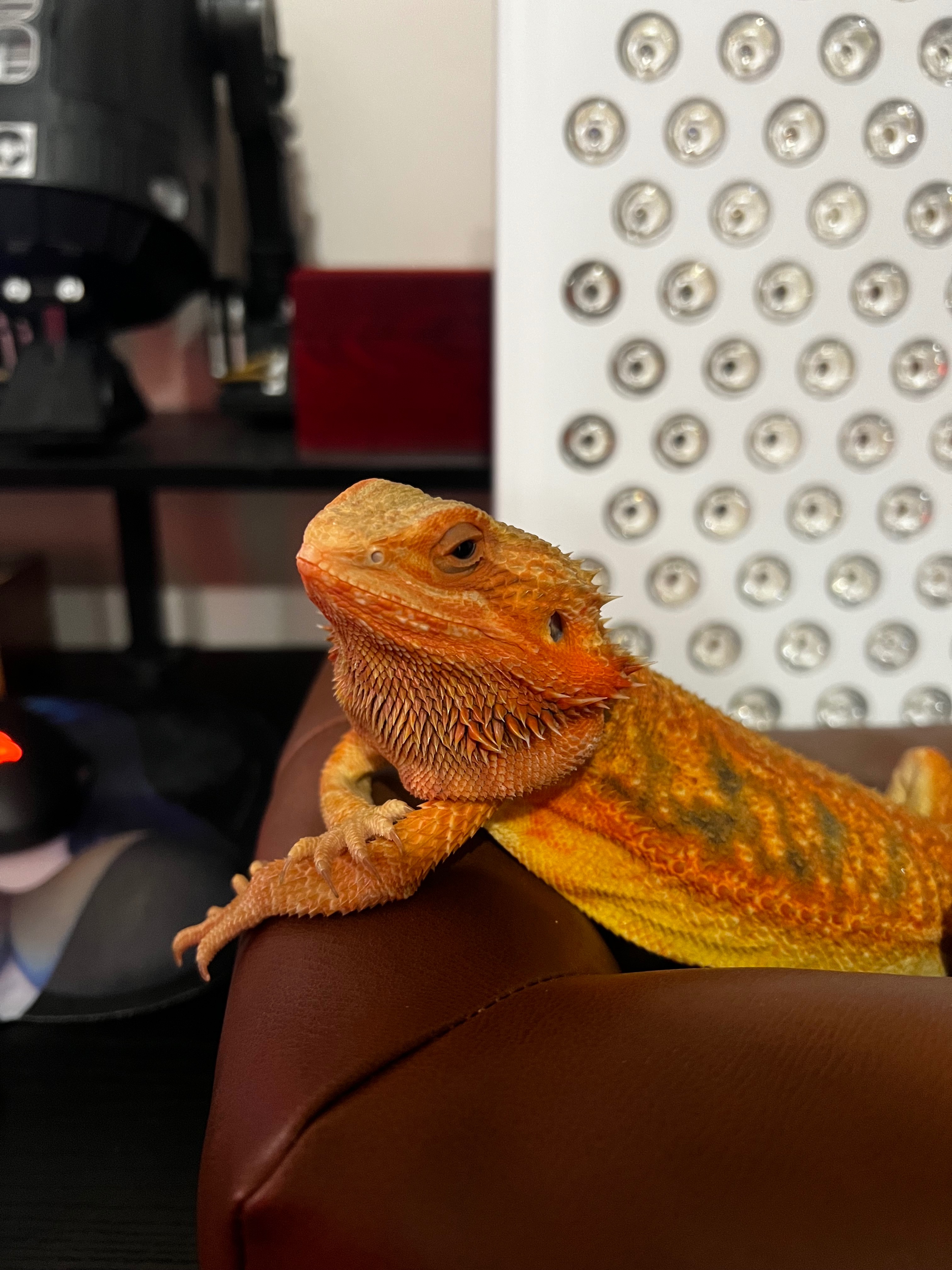 Help Save Cricket’s Life campaign photo, 2 of 8