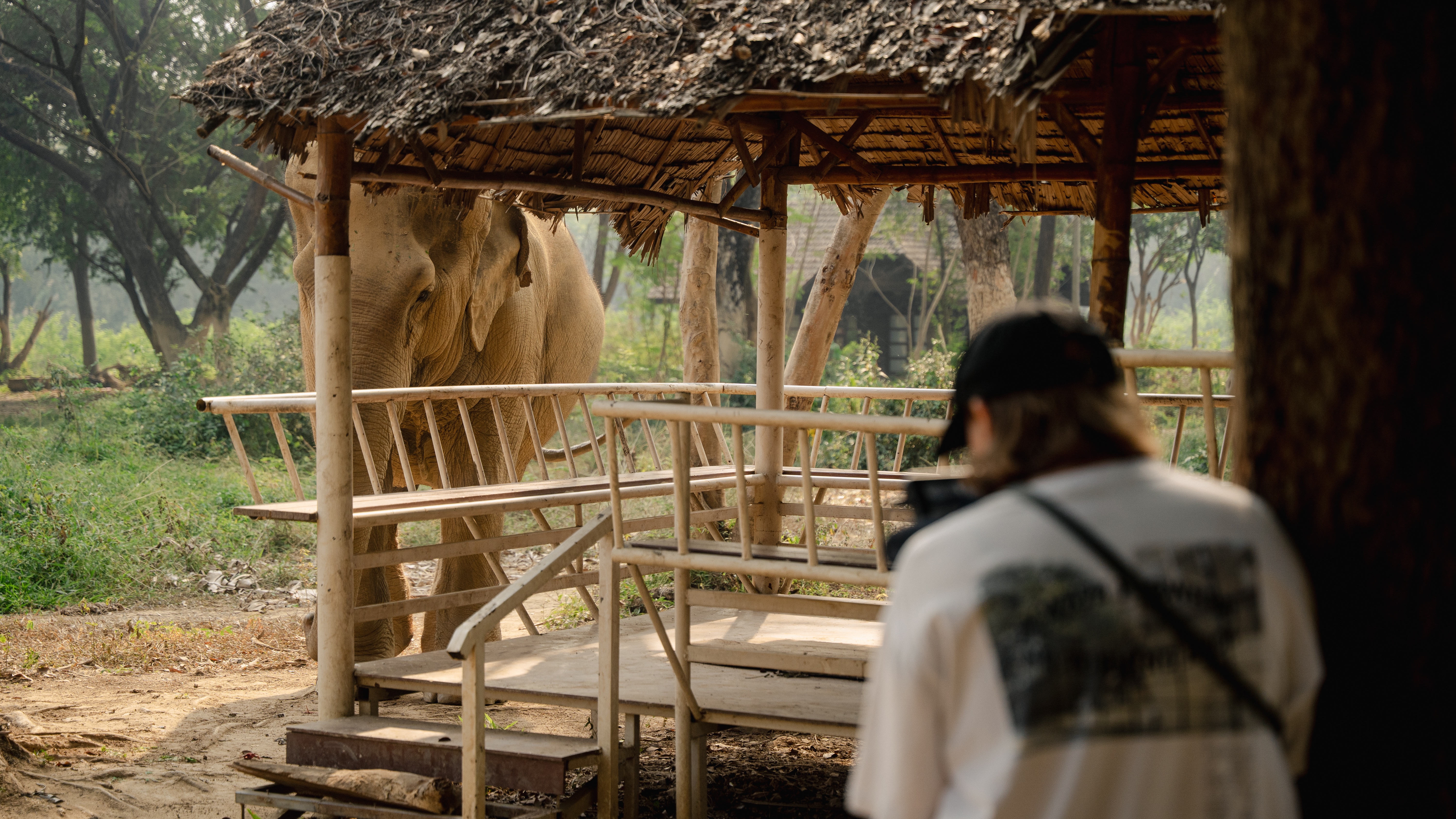 Stop Elephant Captivity — Support The Last Ride Documentary campaign photo, 7 of 8