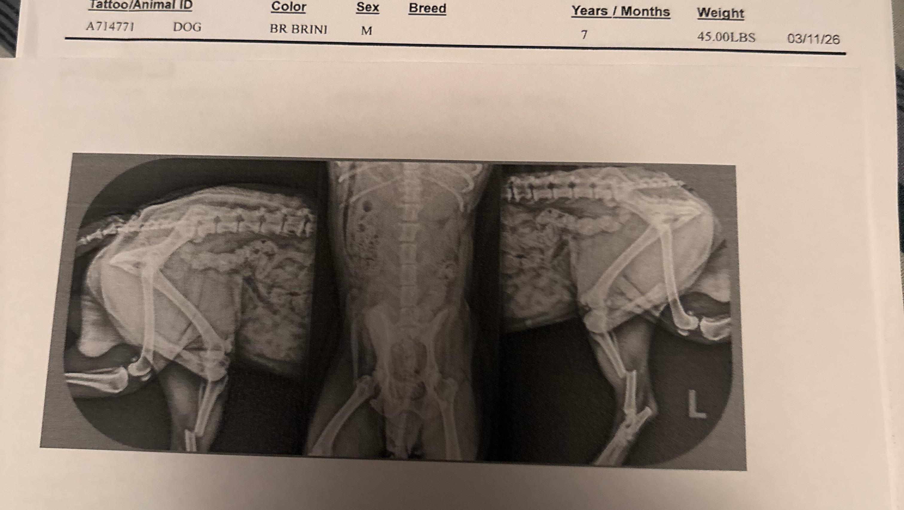 Help Cheetah Heal and Honor My Mom’s Memory photo