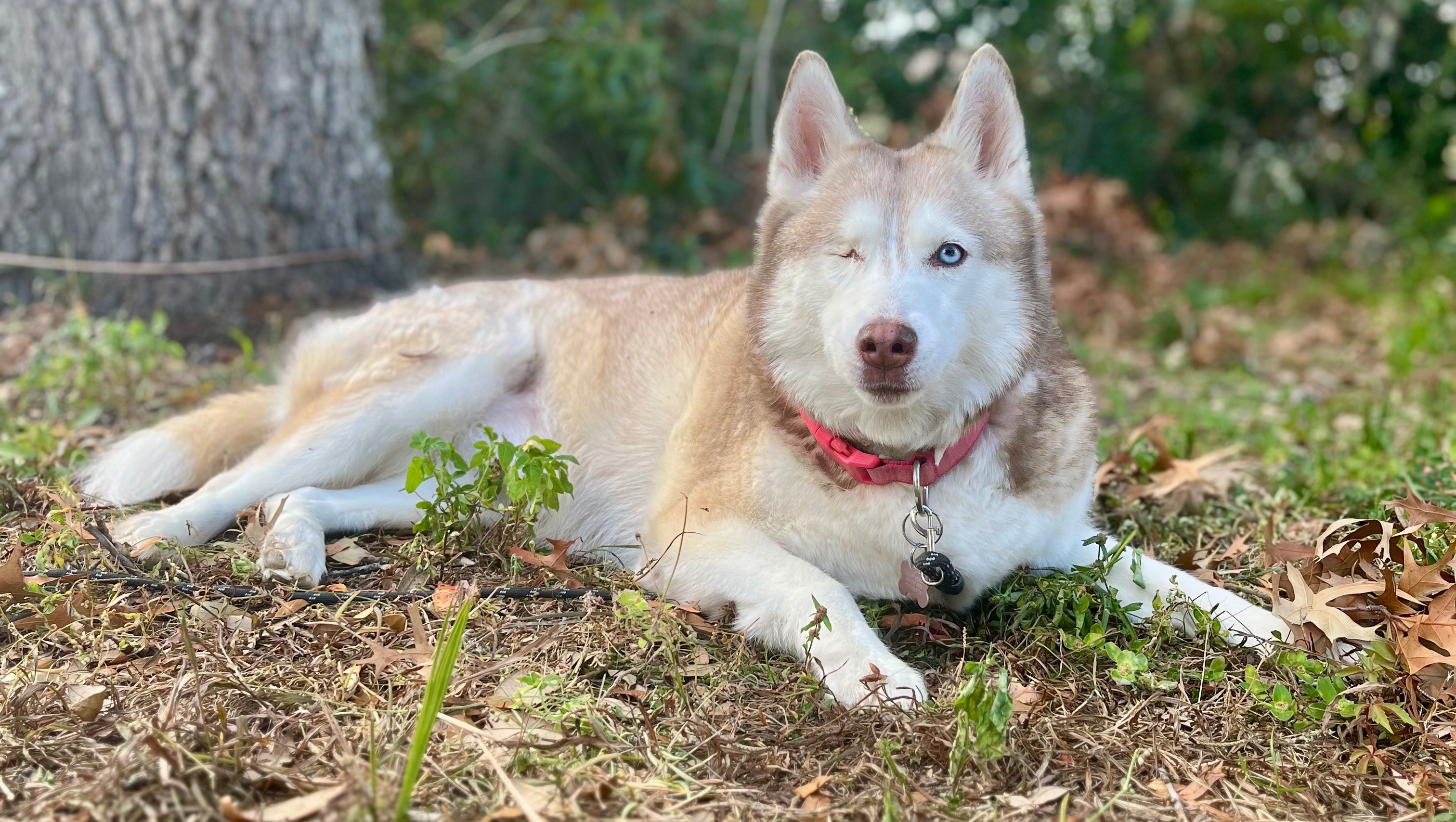 Support Nova Lee’s Cancer Treatment and Recovery photo