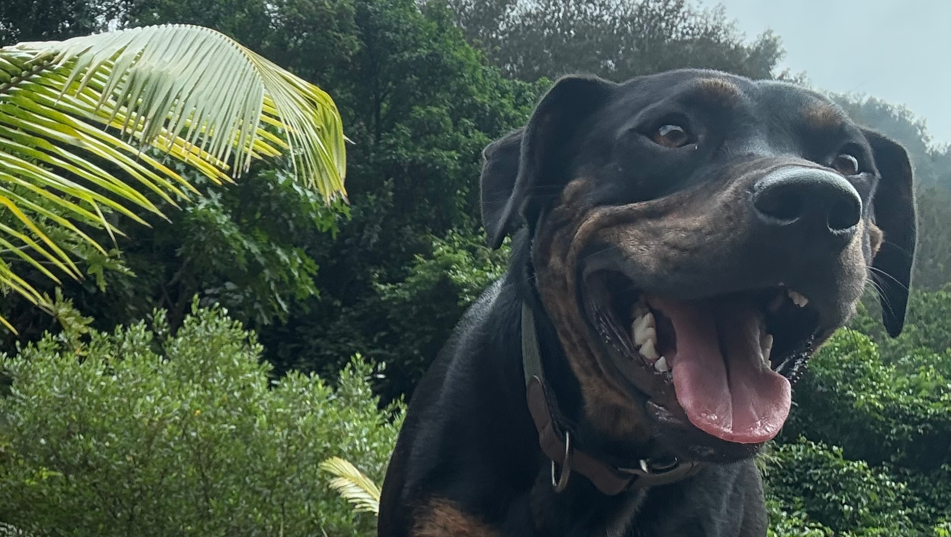 Help Rex run on the beach again !! photo