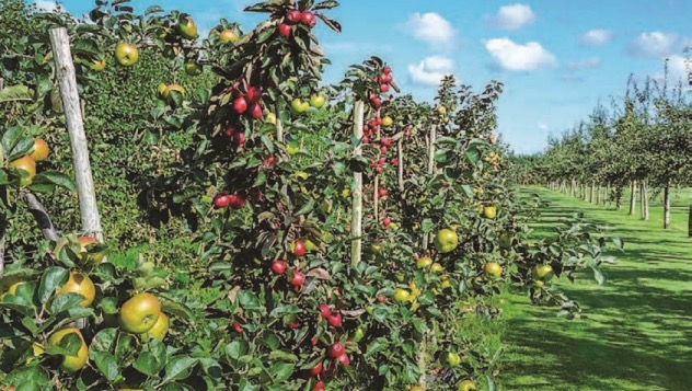 Help support local farmers, and gardeners photo