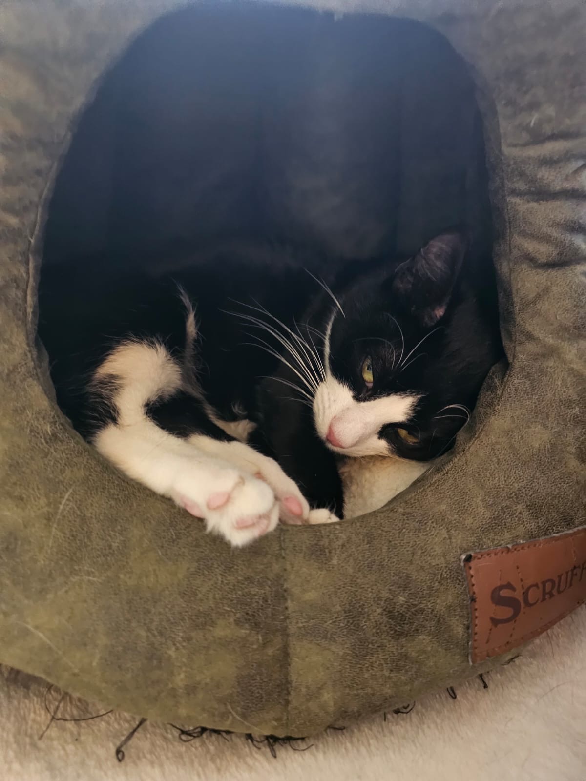 Kitten Season Exposed — Q-Tip's fight to survive campaign photo, 4 of 5