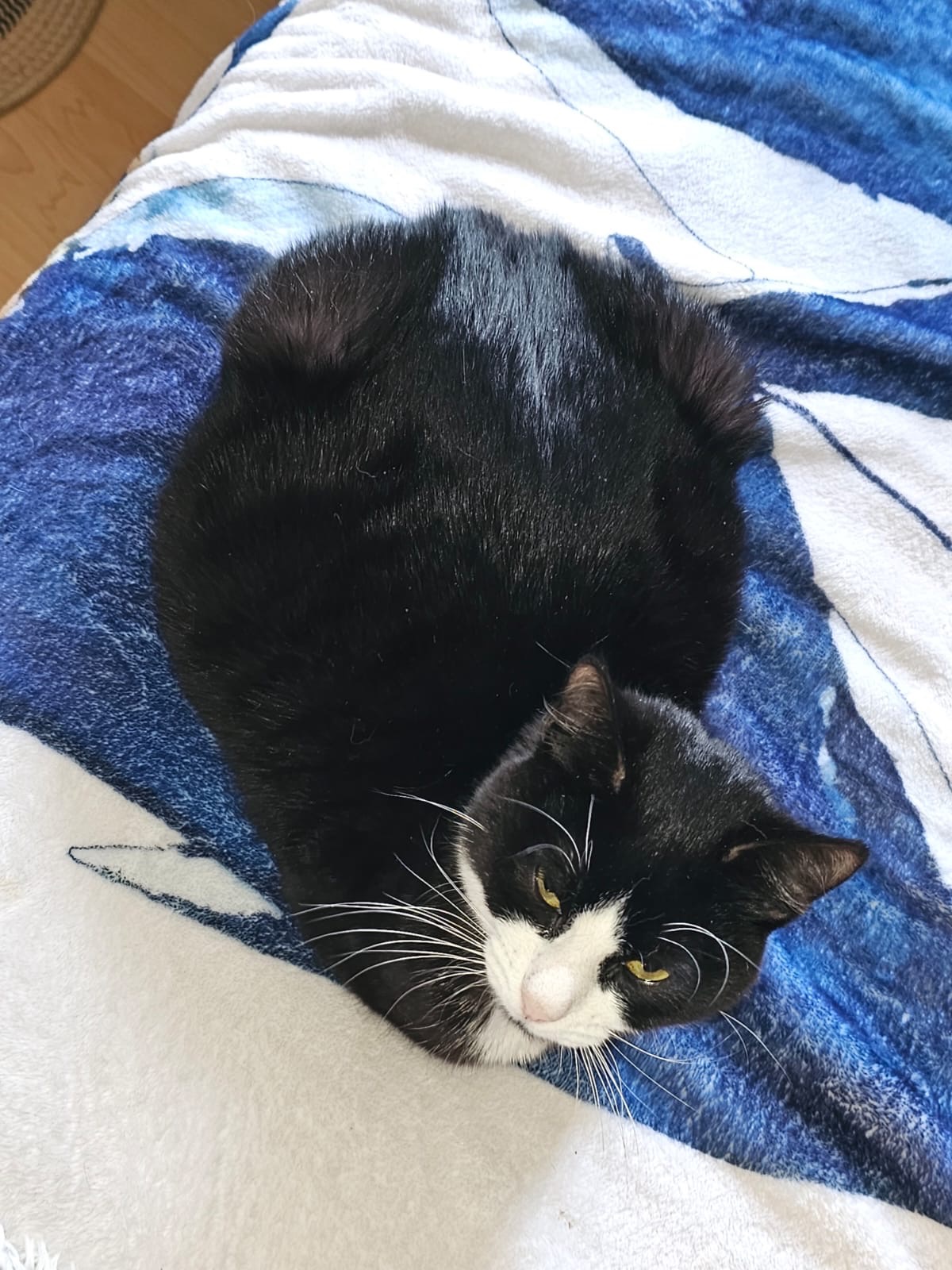 Kitten Season Exposed — Q-Tip's fight to survive campaign photo, 2 of 5