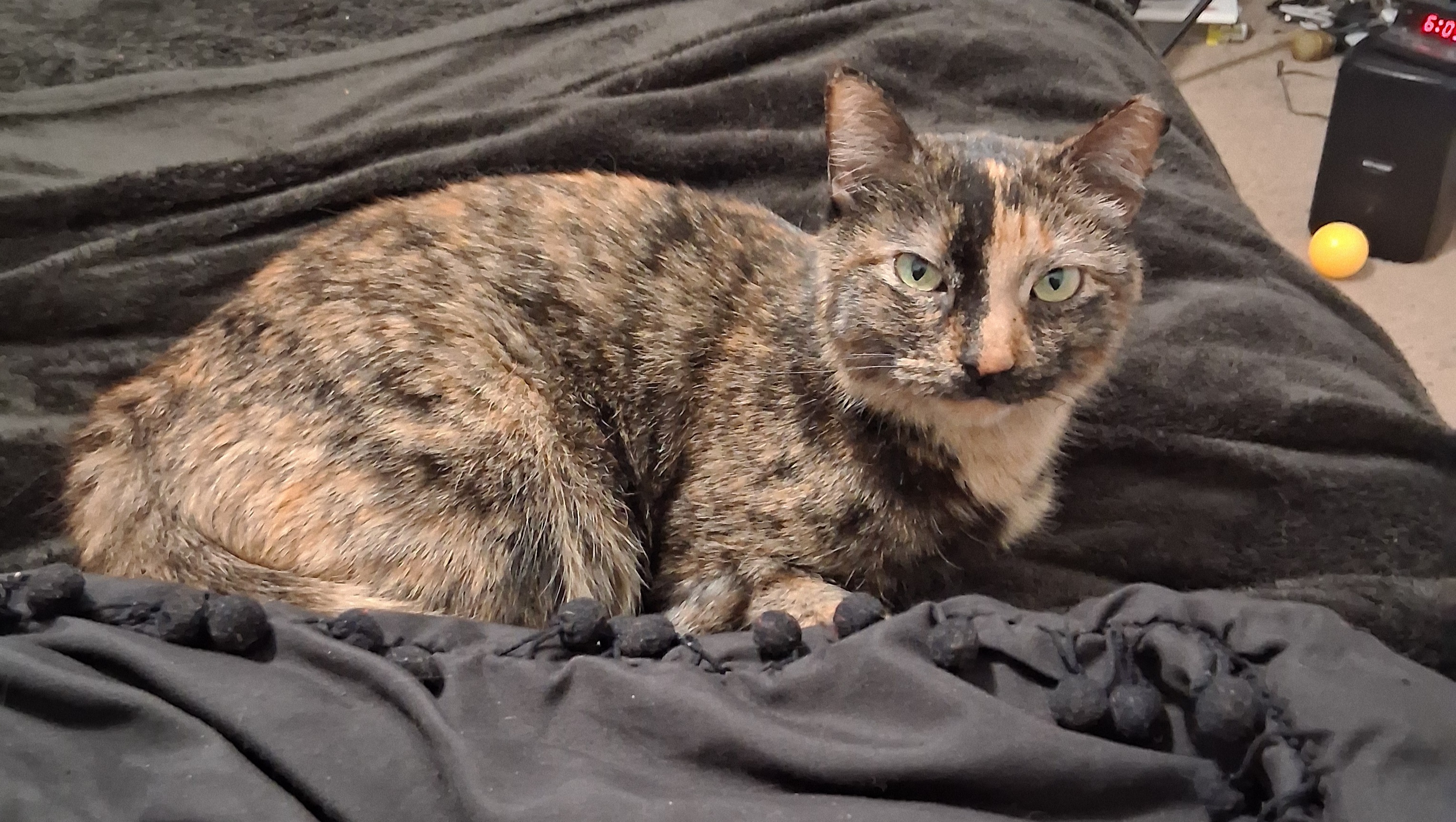 Help Roscina and Trudie Find a Safe Place to Stay photo