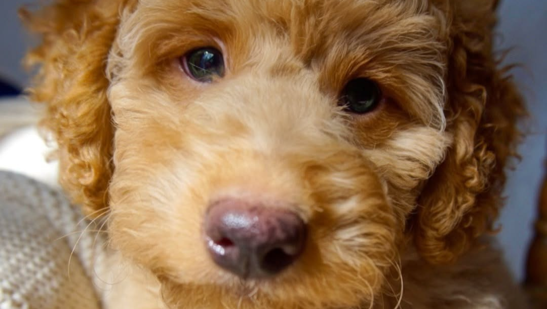 Please help me keep my home- Time sensitive photo