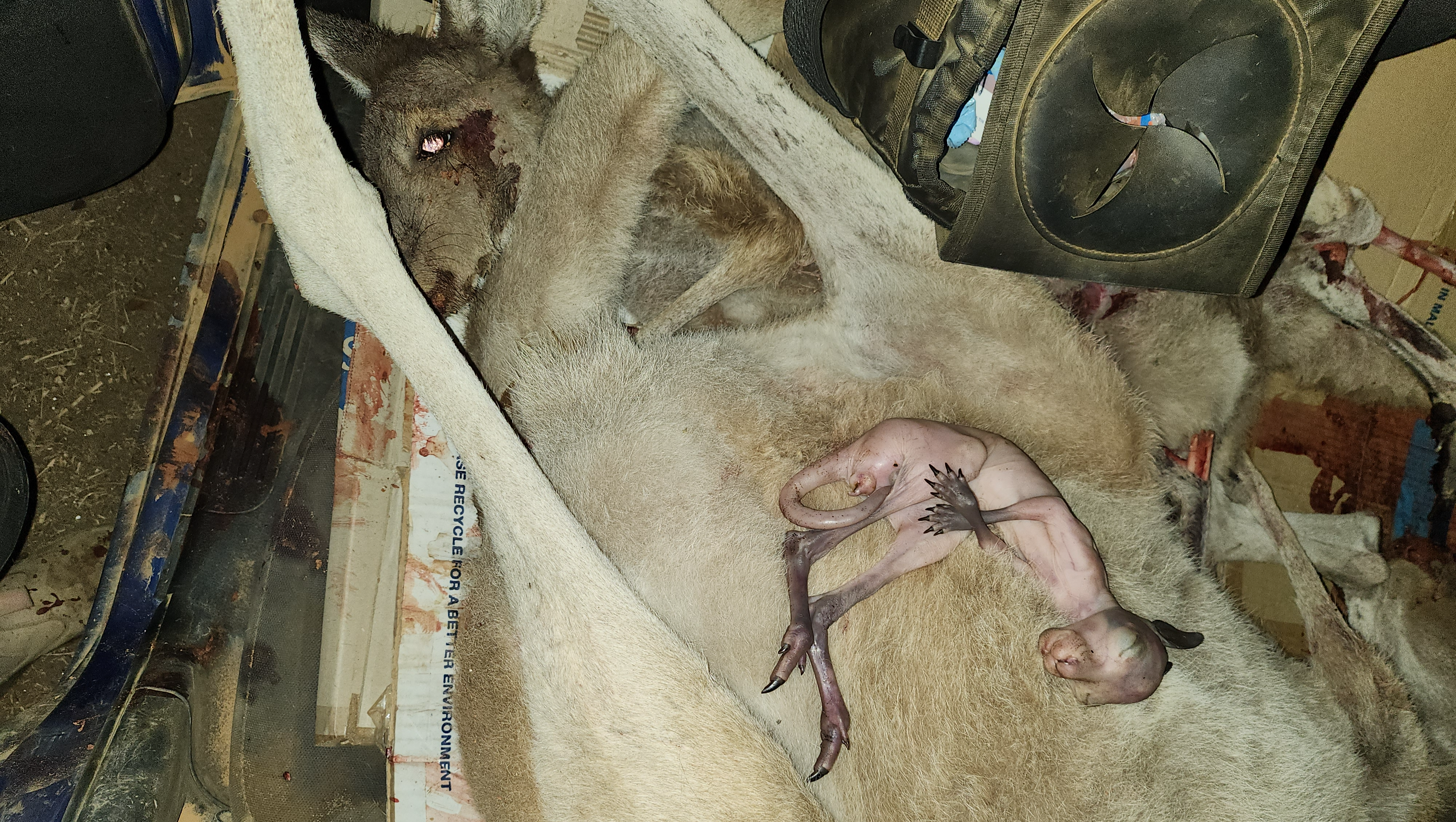 Supplying funds to supply Wildlife Rescue Rehab and Care photo