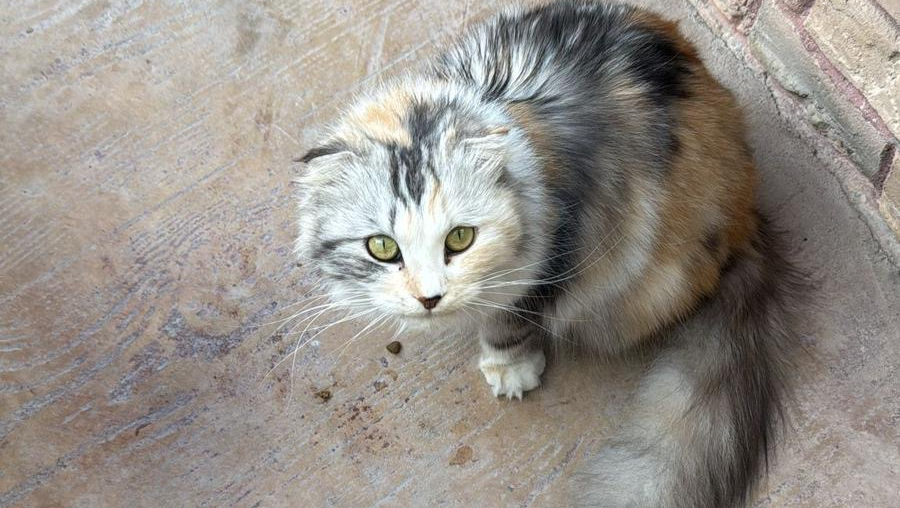 Hope in Doha: Rescuing and rehoming conflict abandoned cats photo