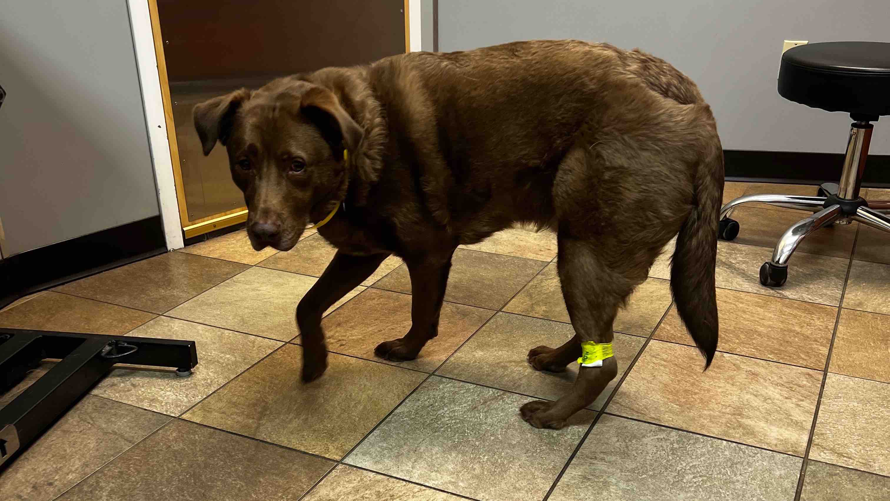 Save Eddy: My Rescue Dog Diagnosed with Addison’s Disease photo