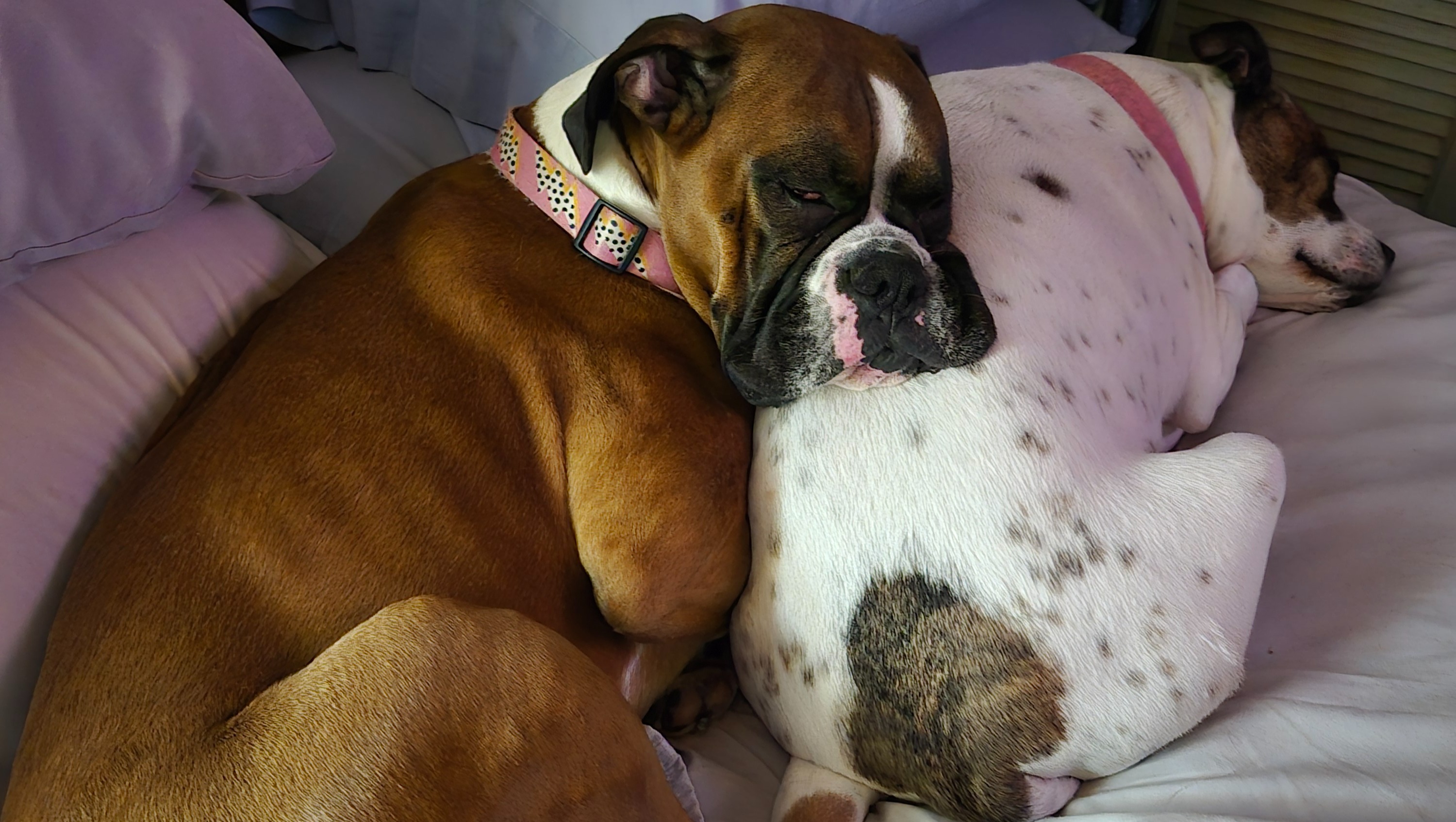 Imagen de la recaudación de fondos